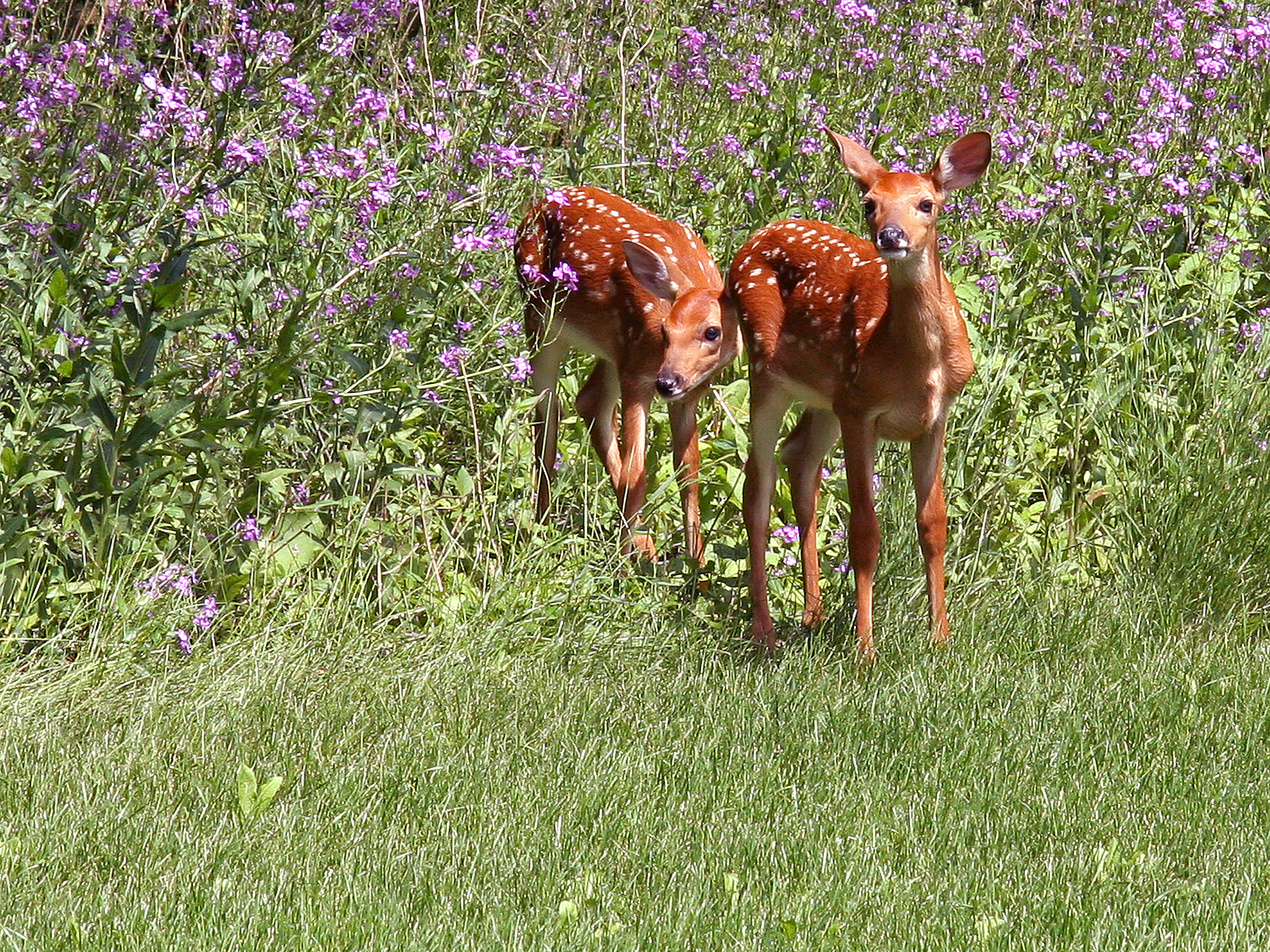 White-tail Fawns (14703193996)