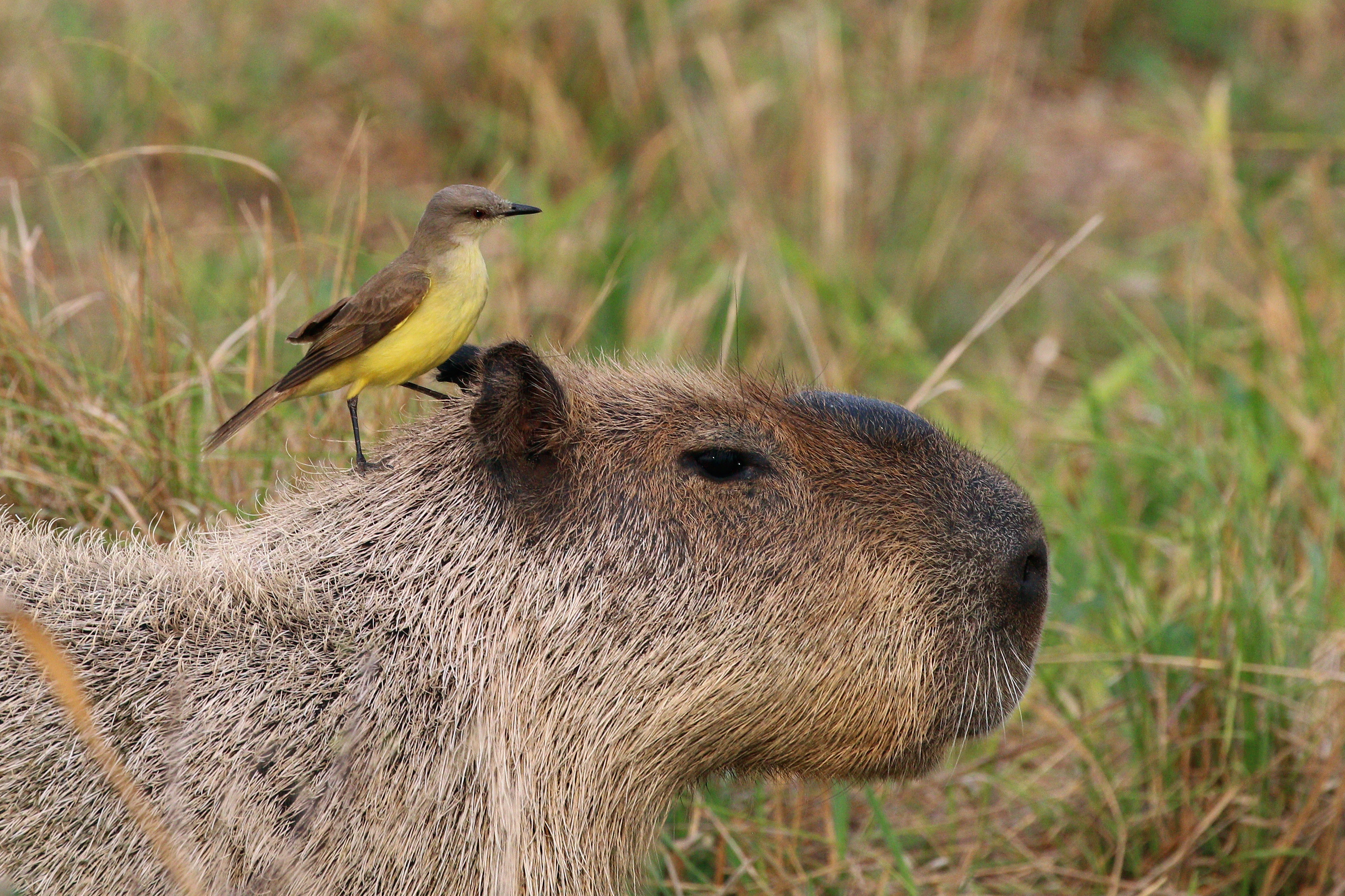 White-throated kingbird (Tyrannus albogularis) on Capybara