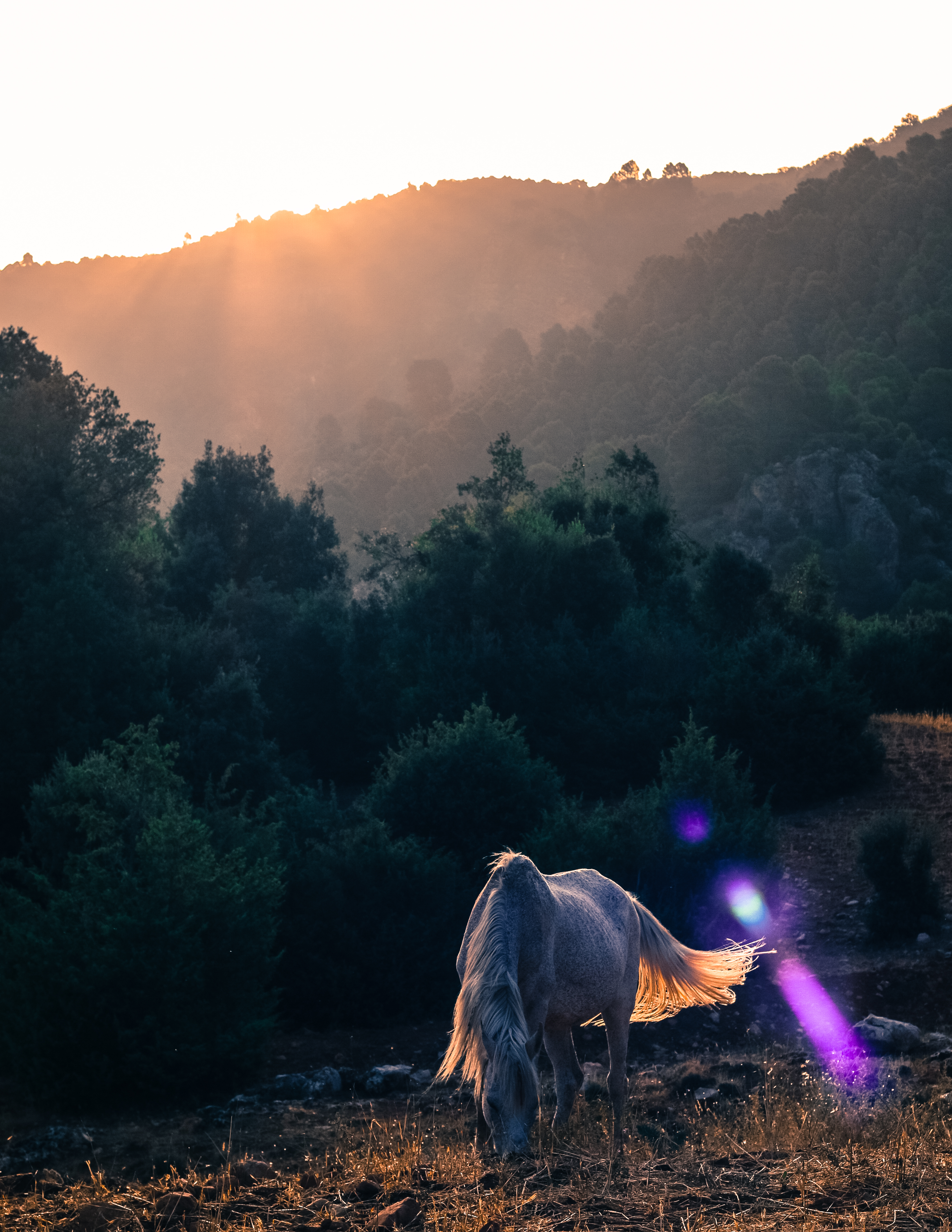 White horse in Zaouia d'Ifrane