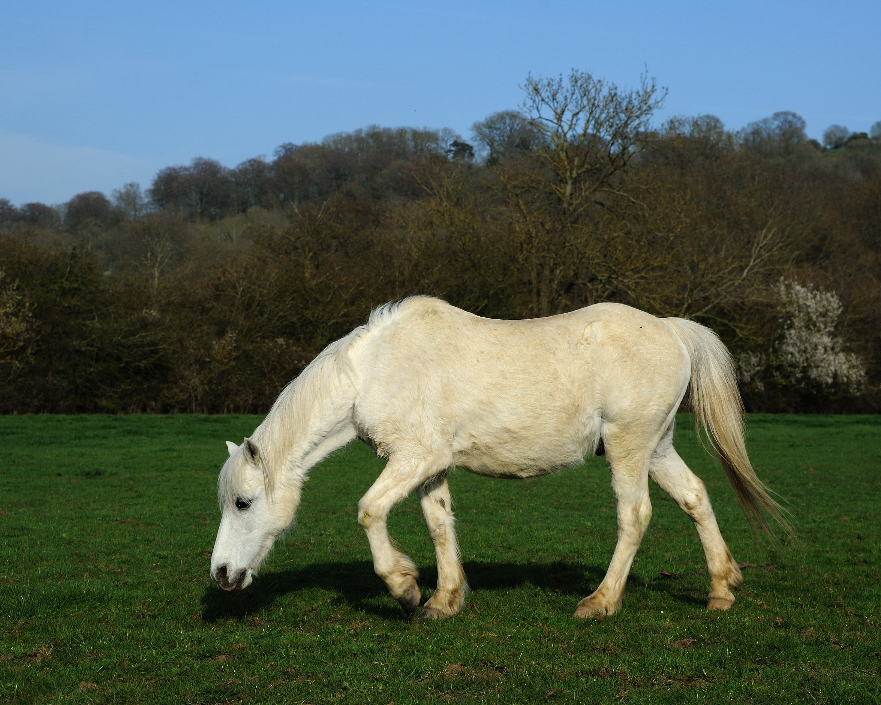 White horse portrait