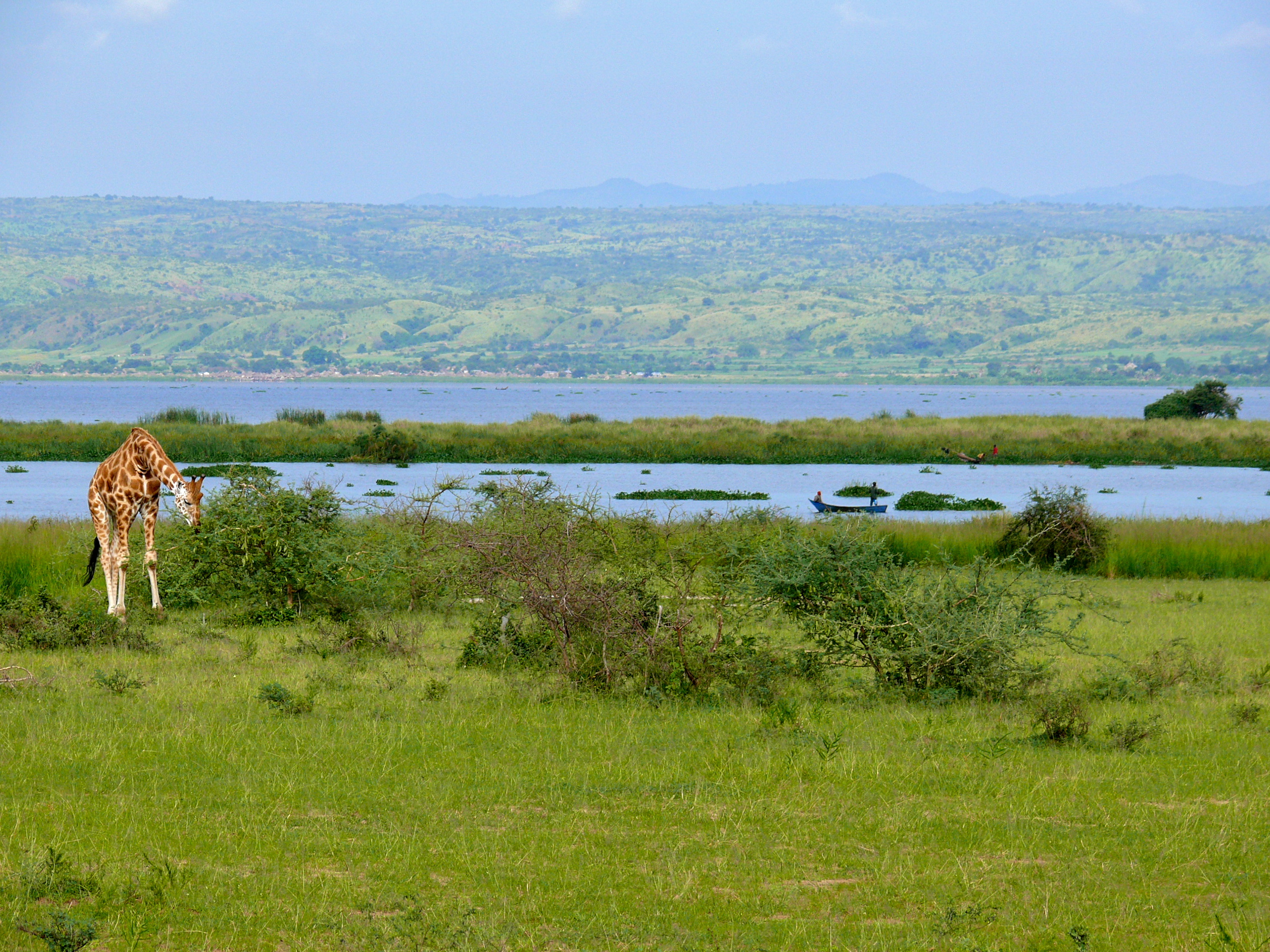 White Nile out of Lake Albert (17973276409)