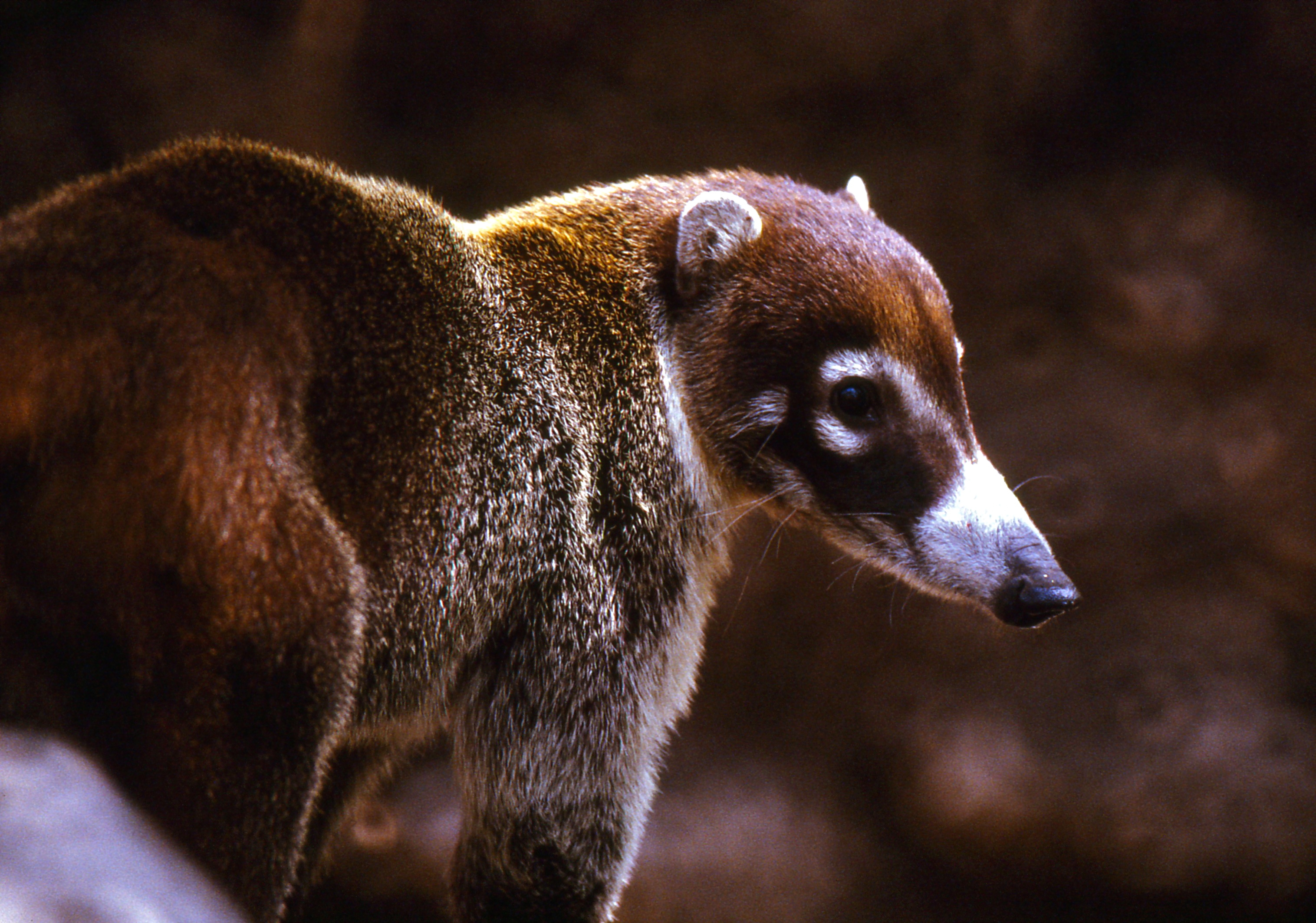 White-nosed Coati (Nasua narica) (24666015320)