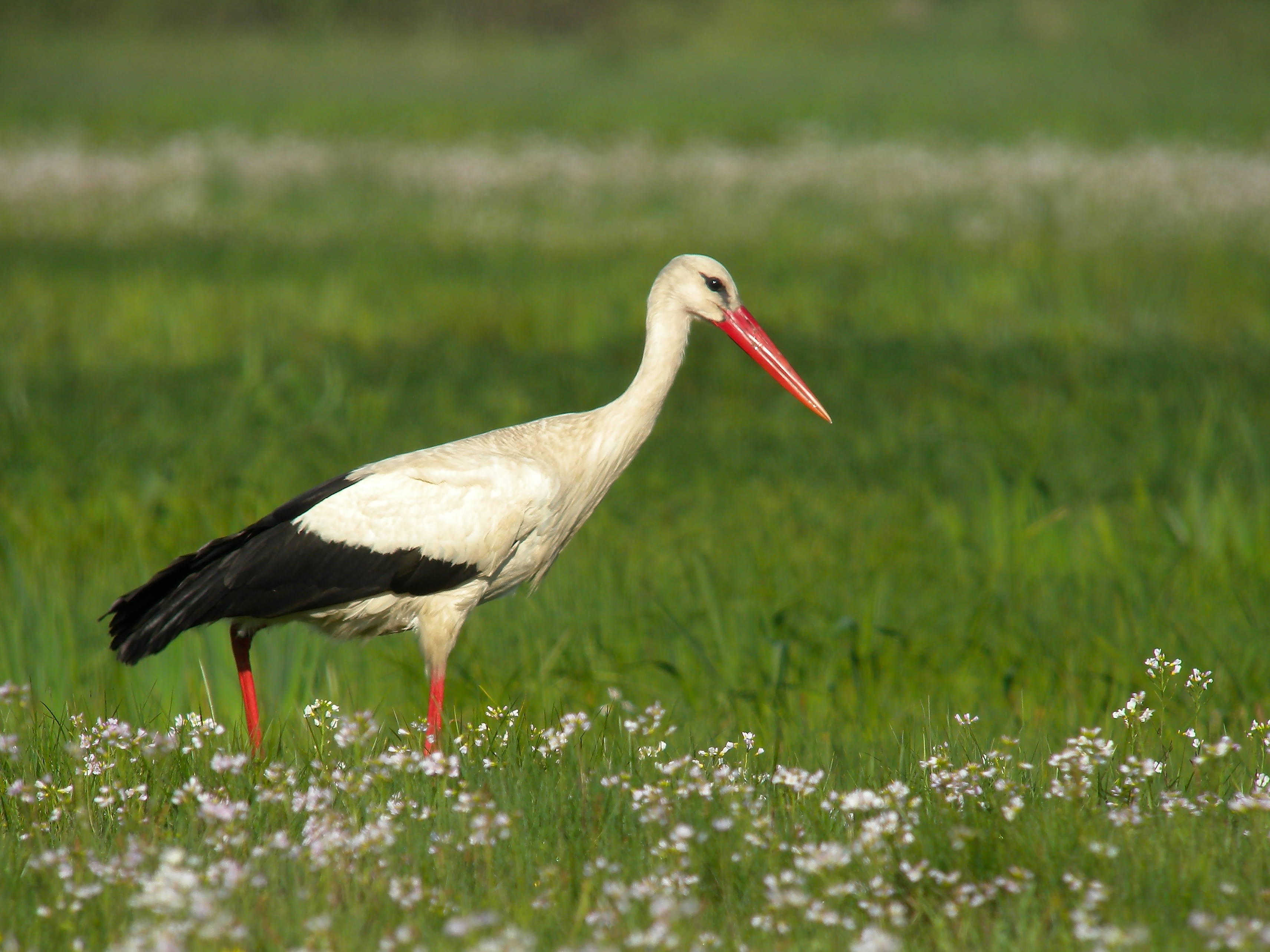 White Stork (Ciconia ciconia), Zajki meadows, Poland (5746351271)