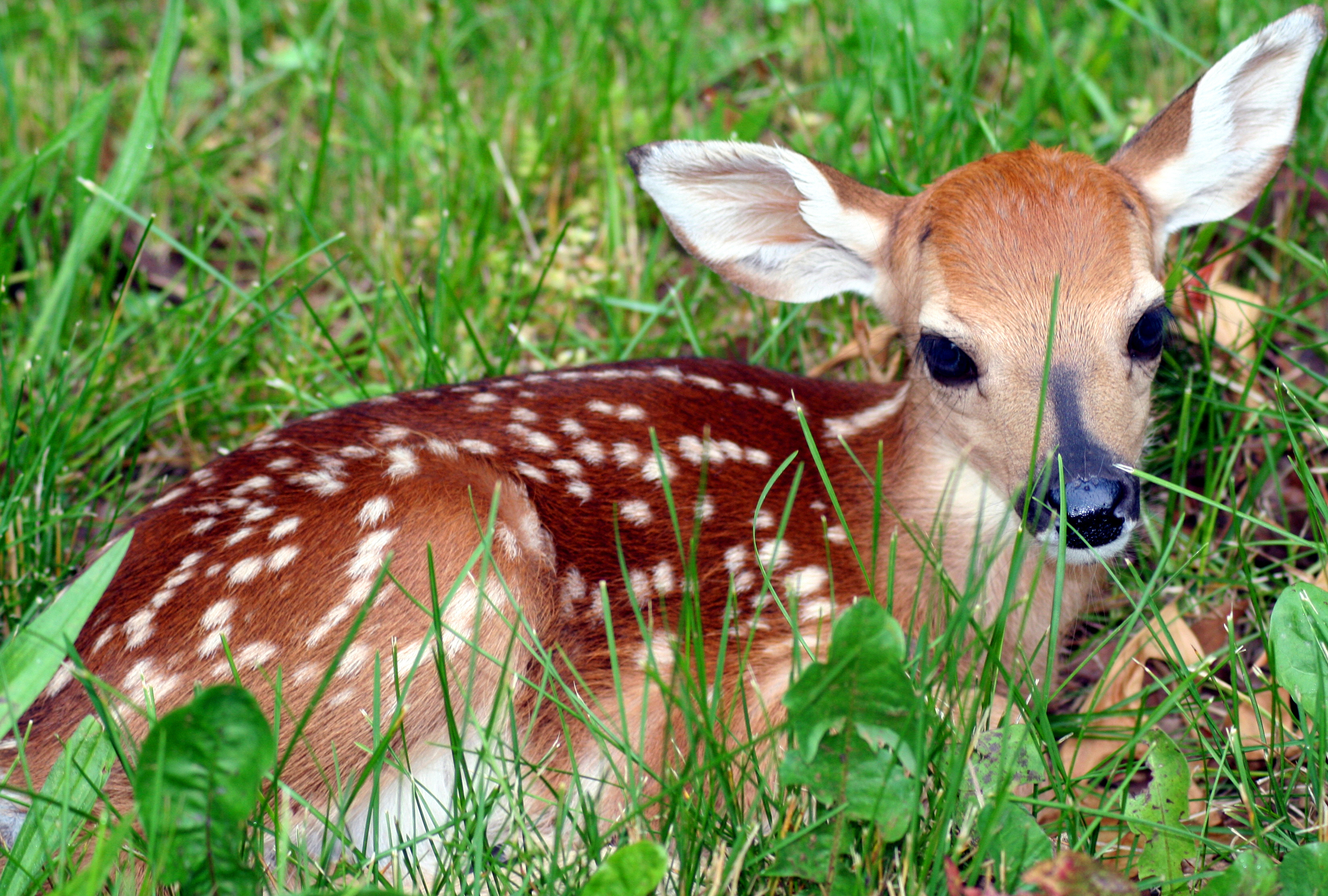 Whitetail-Fawn-Deer - West Virginia - ForestWander