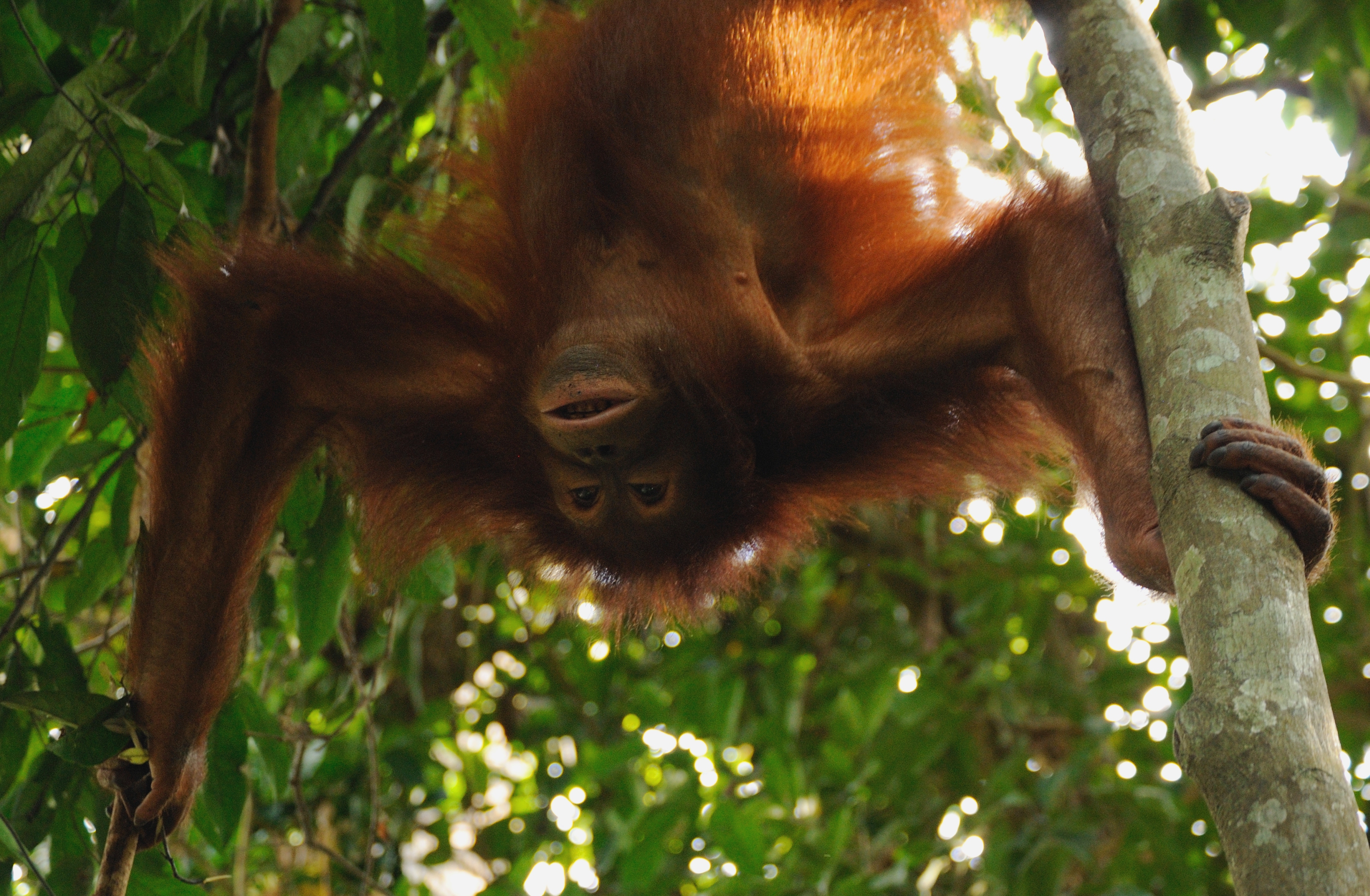 Why is everything upside down ^^ Orangutan at Sepilok Sanctuary Center - Sabah - Borneo - Malaysia - panoramio