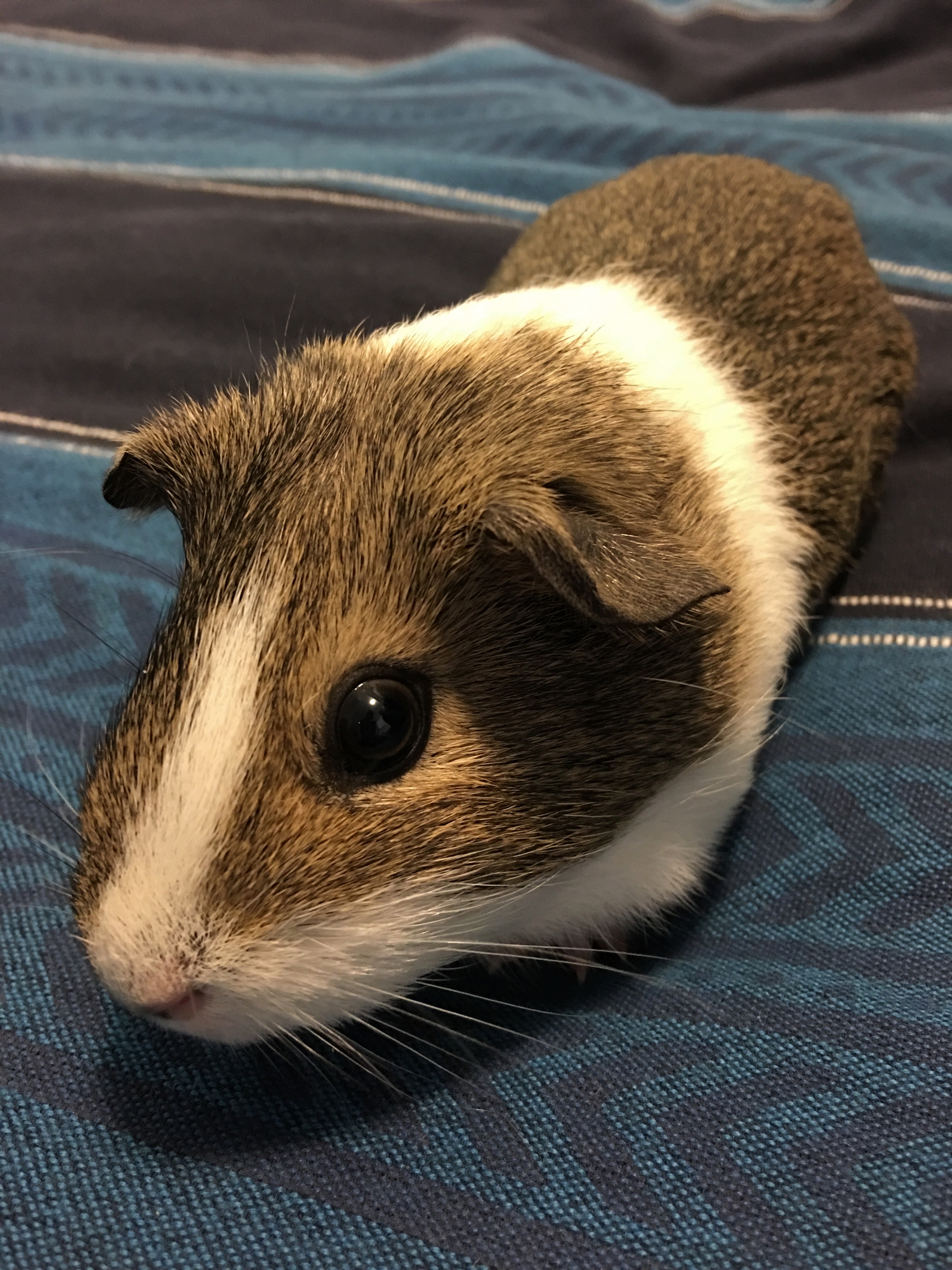 Wiggy the guinea pig