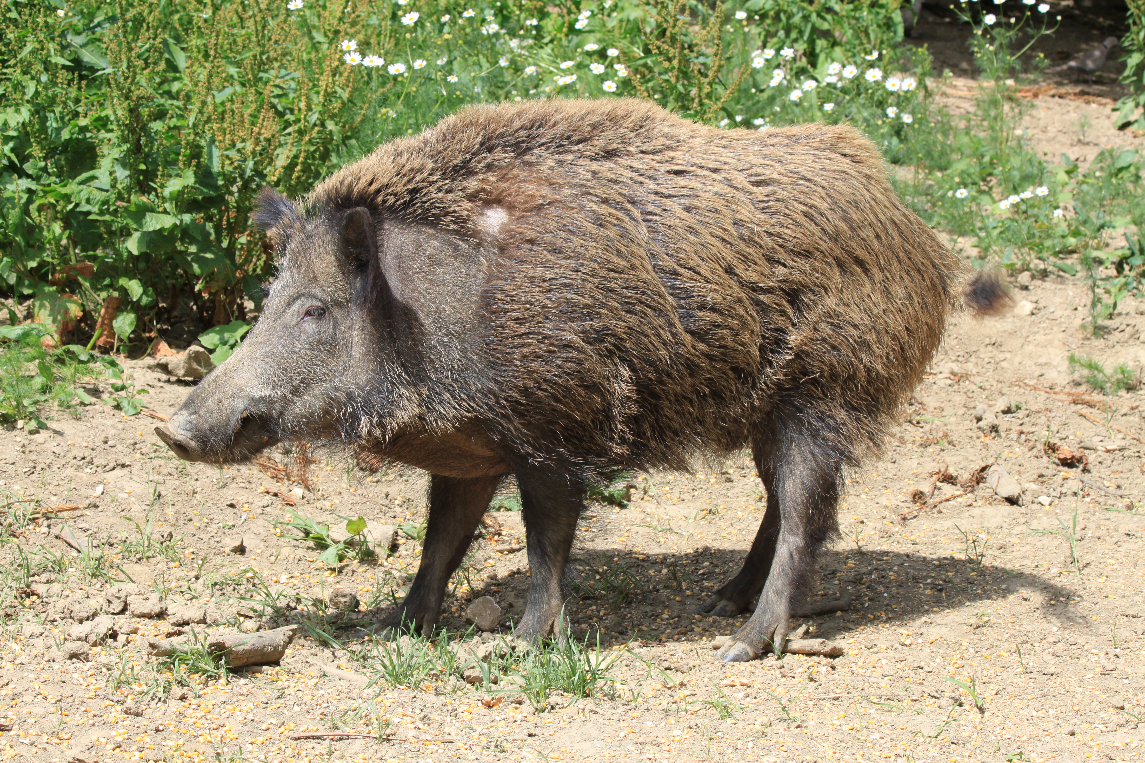 Wildschwein01