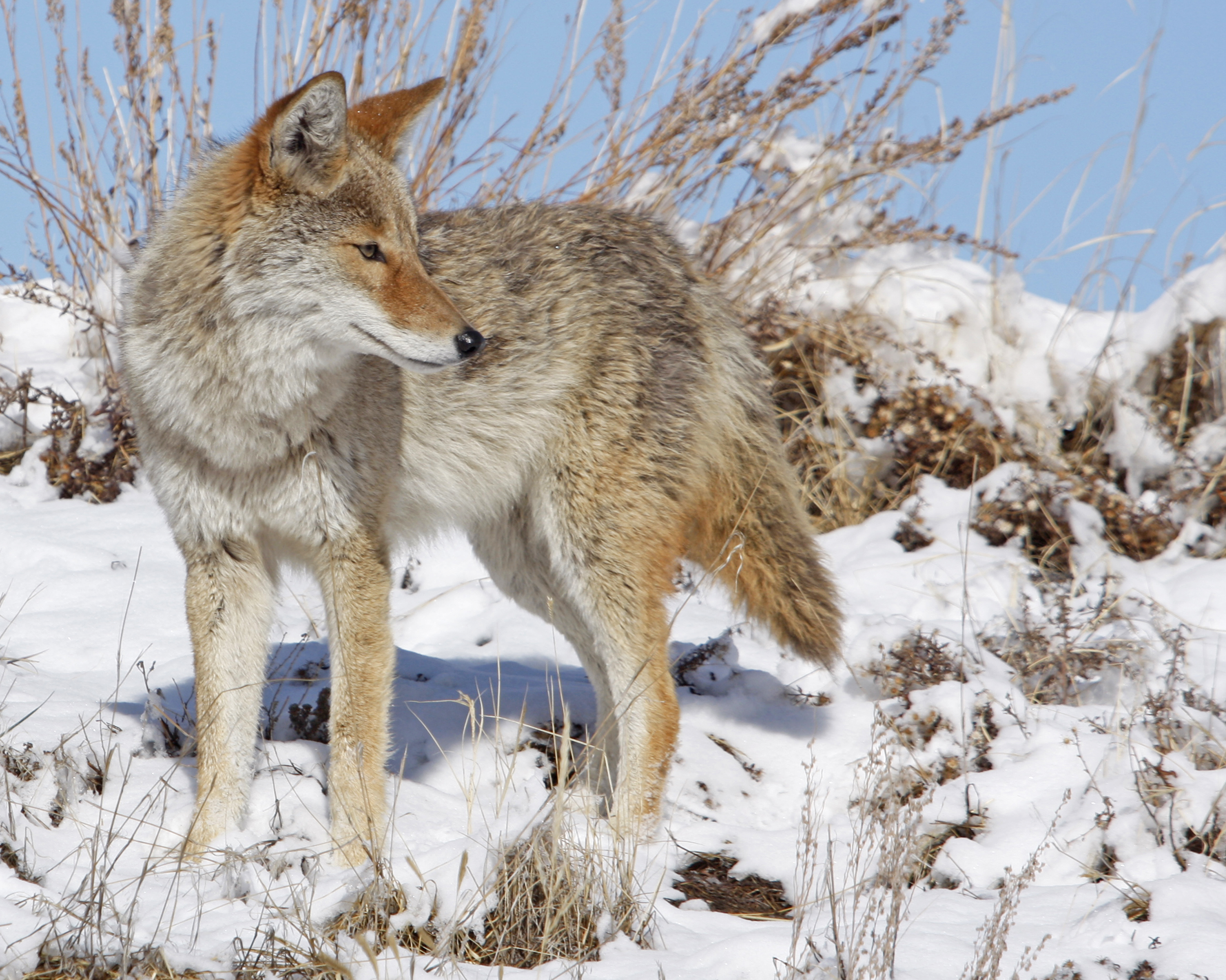 Winter Hunt (15734438472)