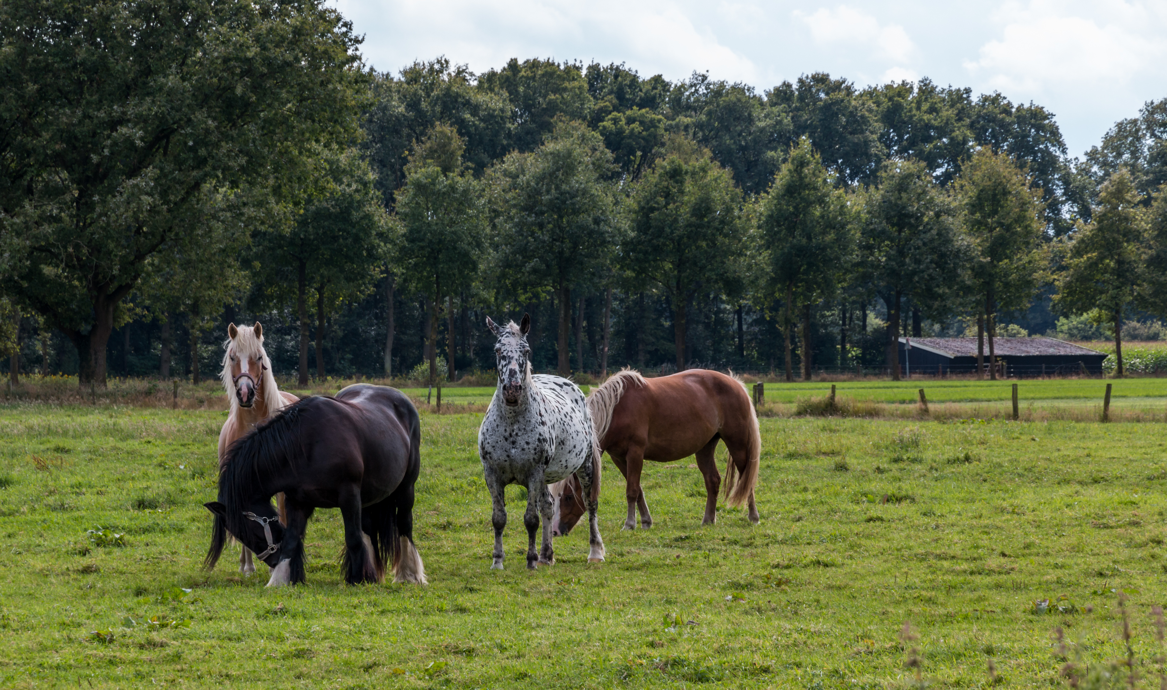 Winterswijk (NL), Korenburgerveen -- 2014 -- 3075