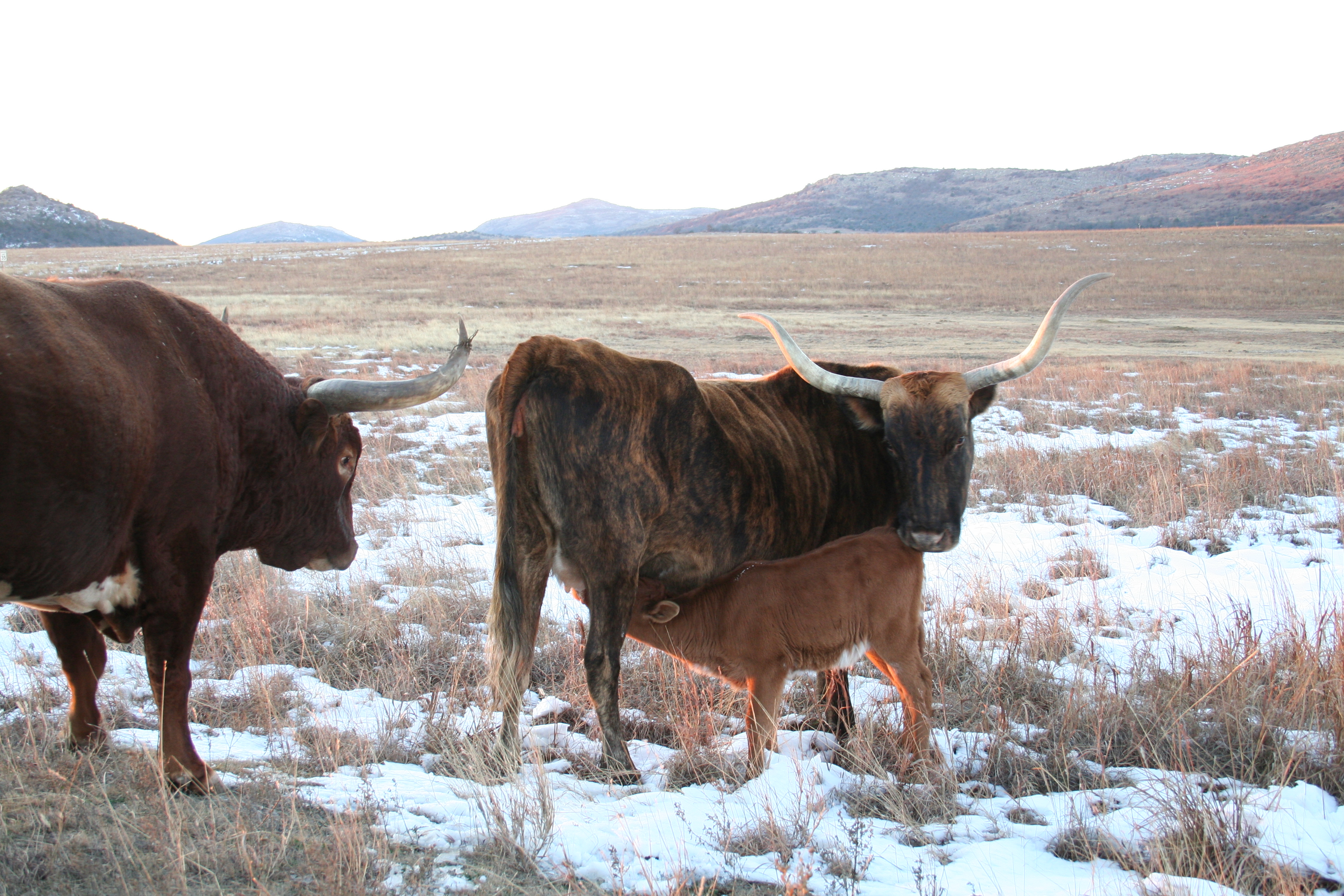 Wmwrlonghorns