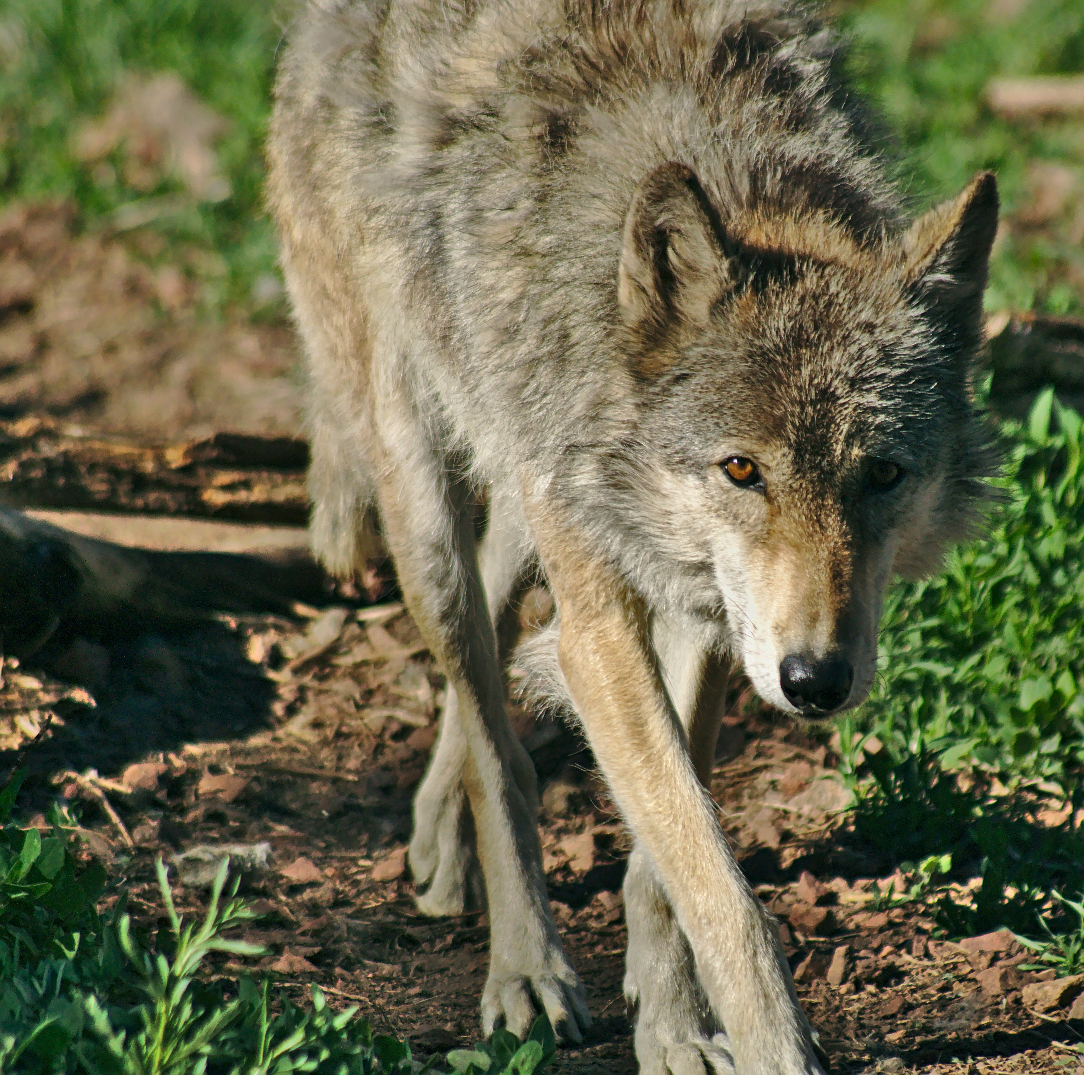 Wolf 