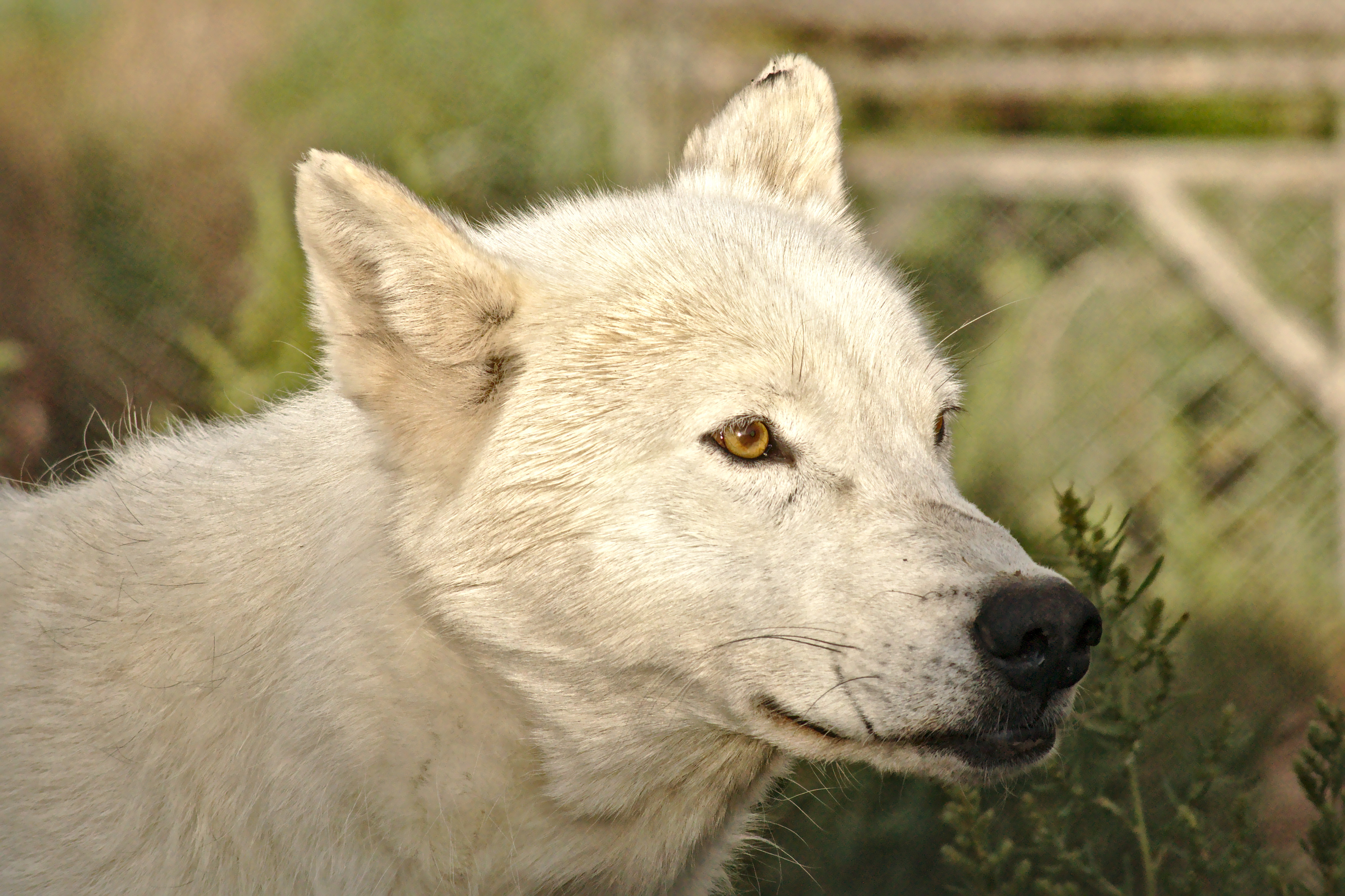 Wolf 