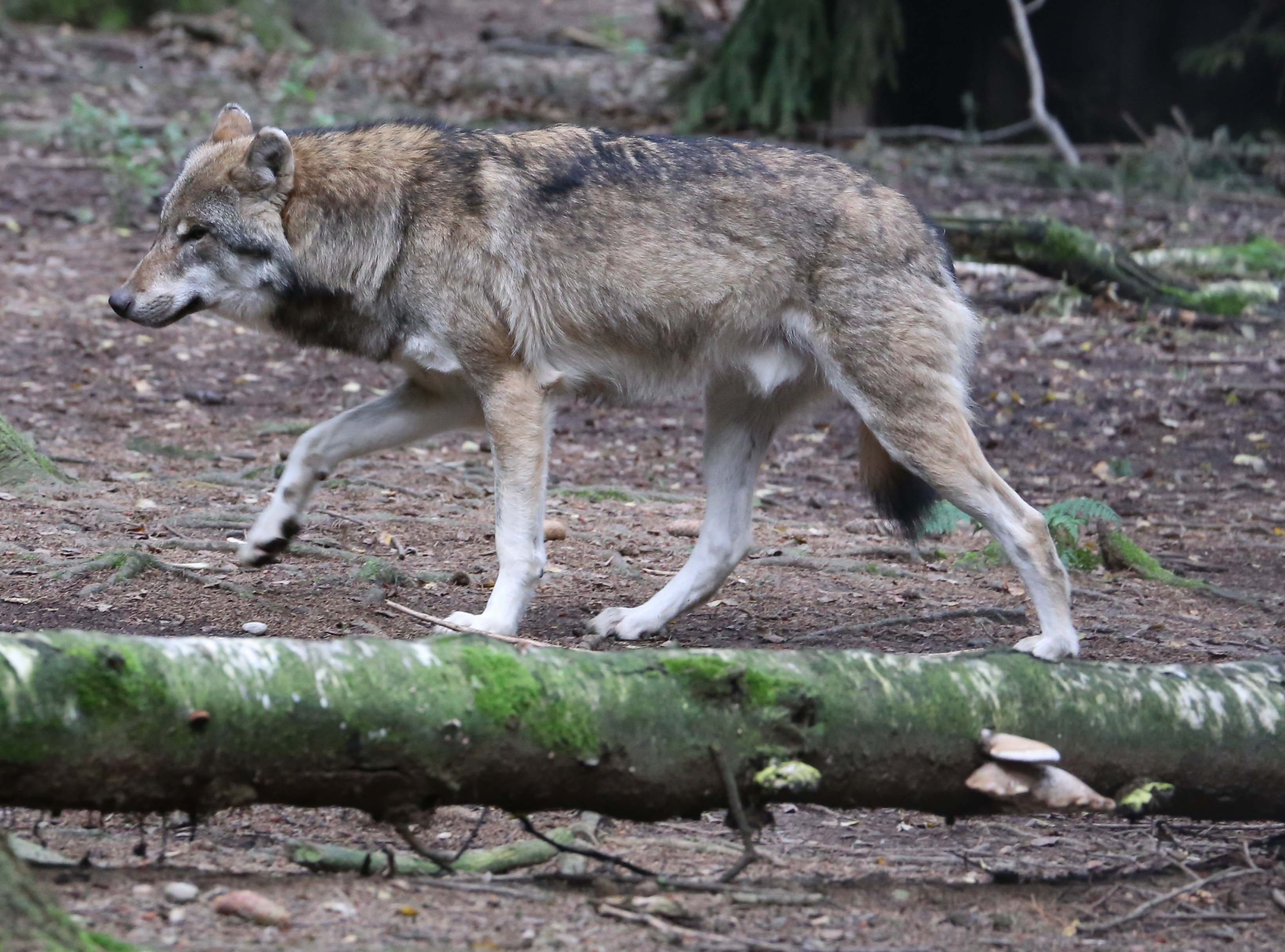 Wolf Canis lupus Wildpark Poing-06