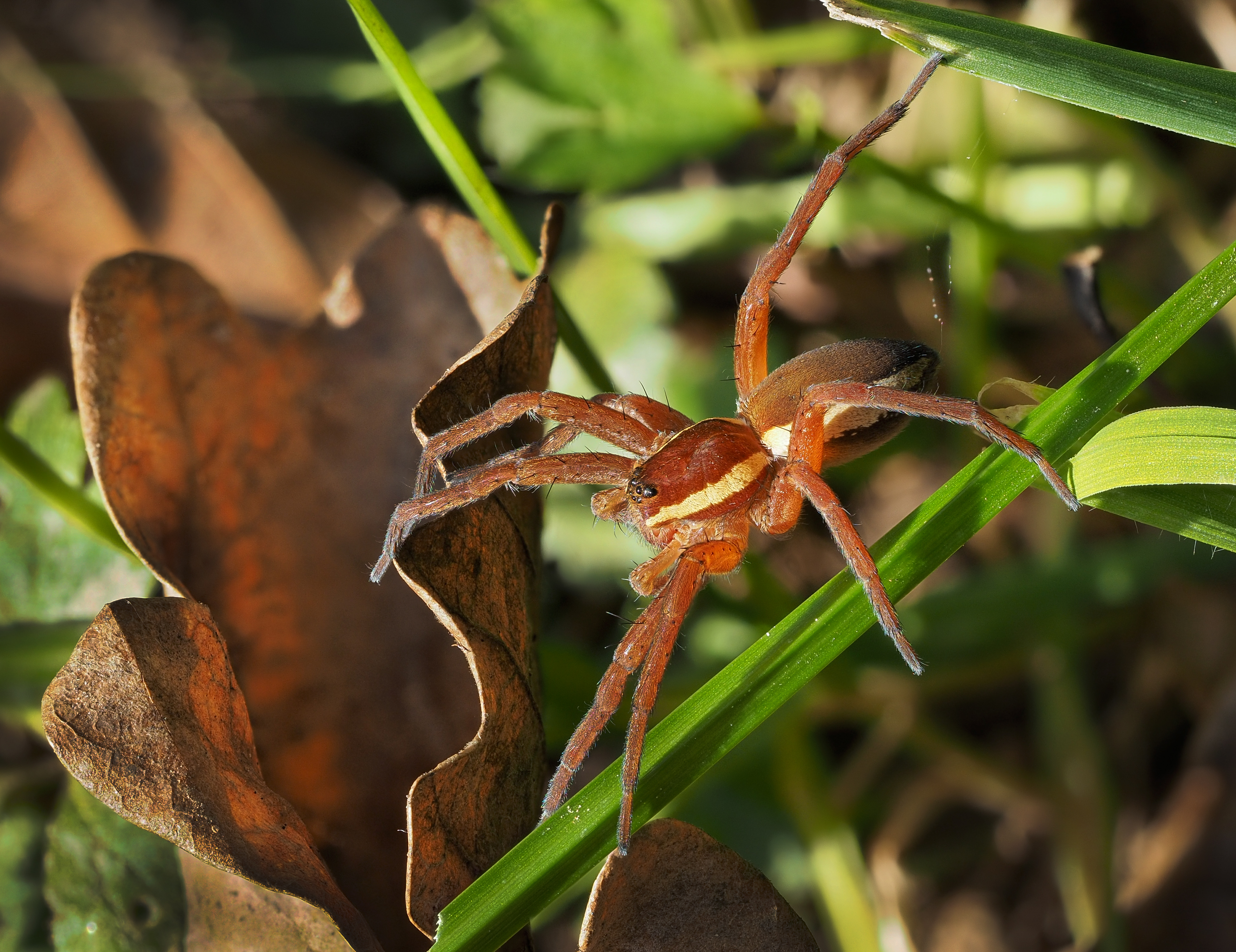 Wolf spider (Lycosidae; Slovenia)