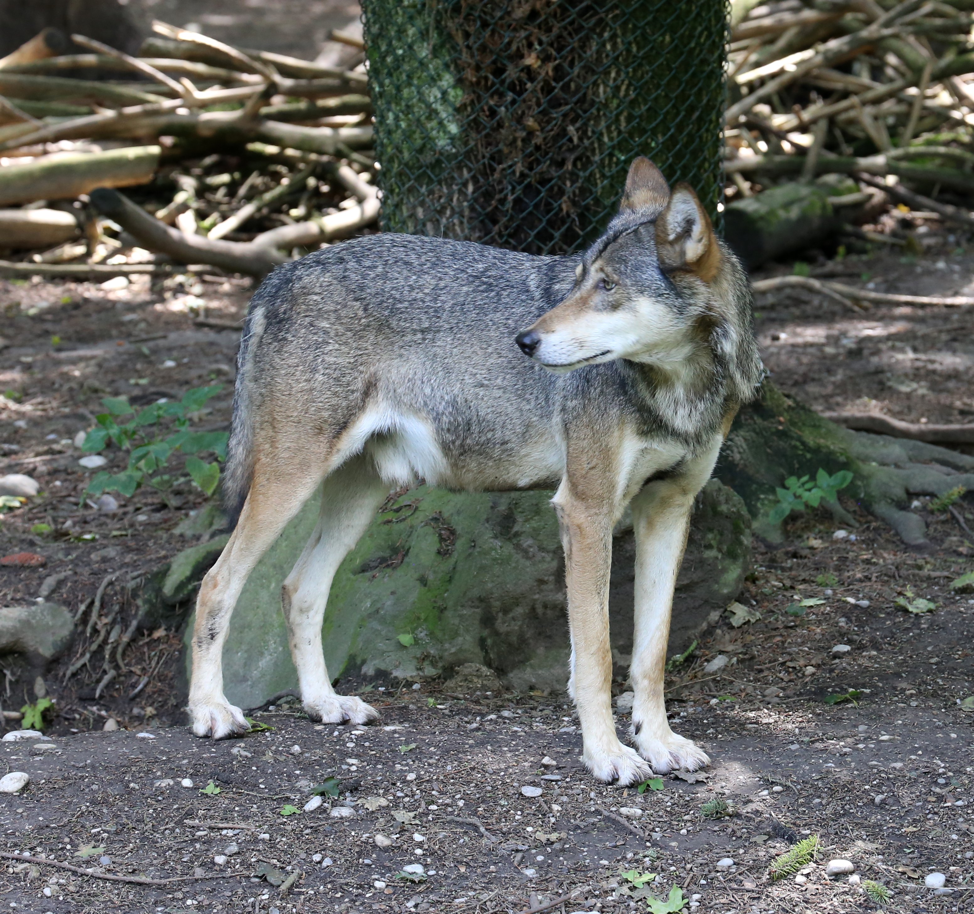 Wolf Tierpark Hellabrunn-3