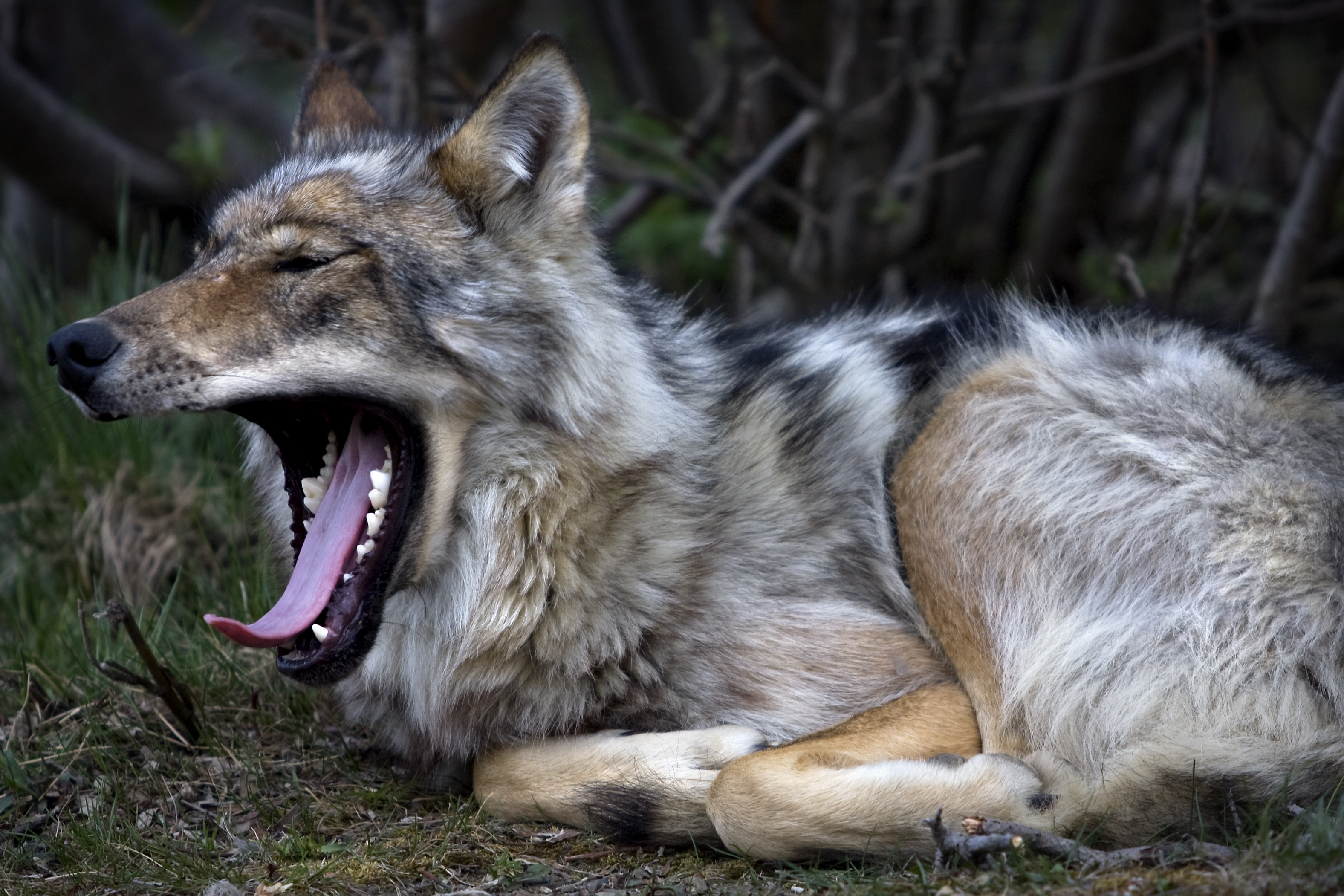 Wolf Yawns (5302403718)