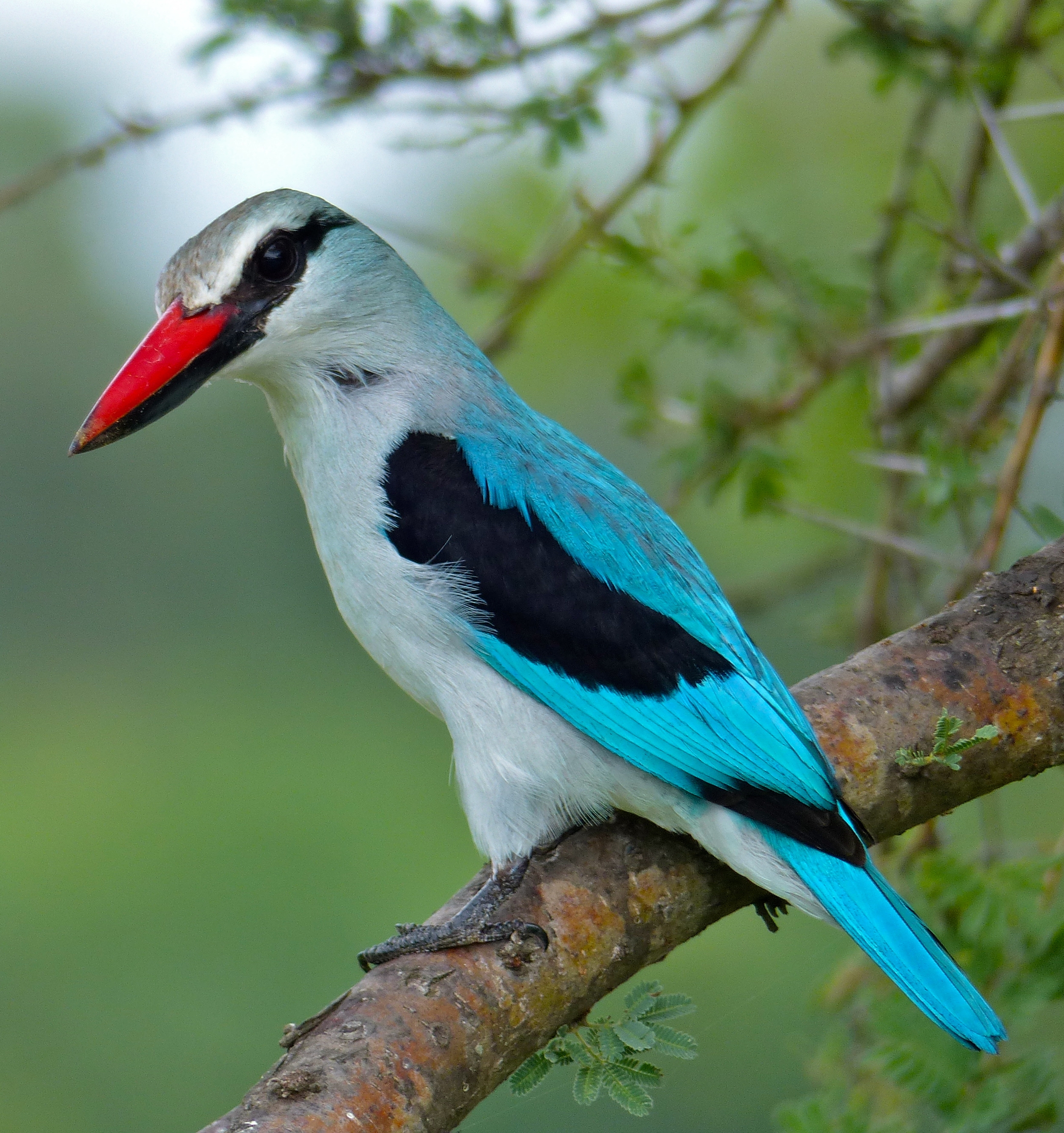 Woodland Kingfisher (Halcyon senegalensis) South Africa