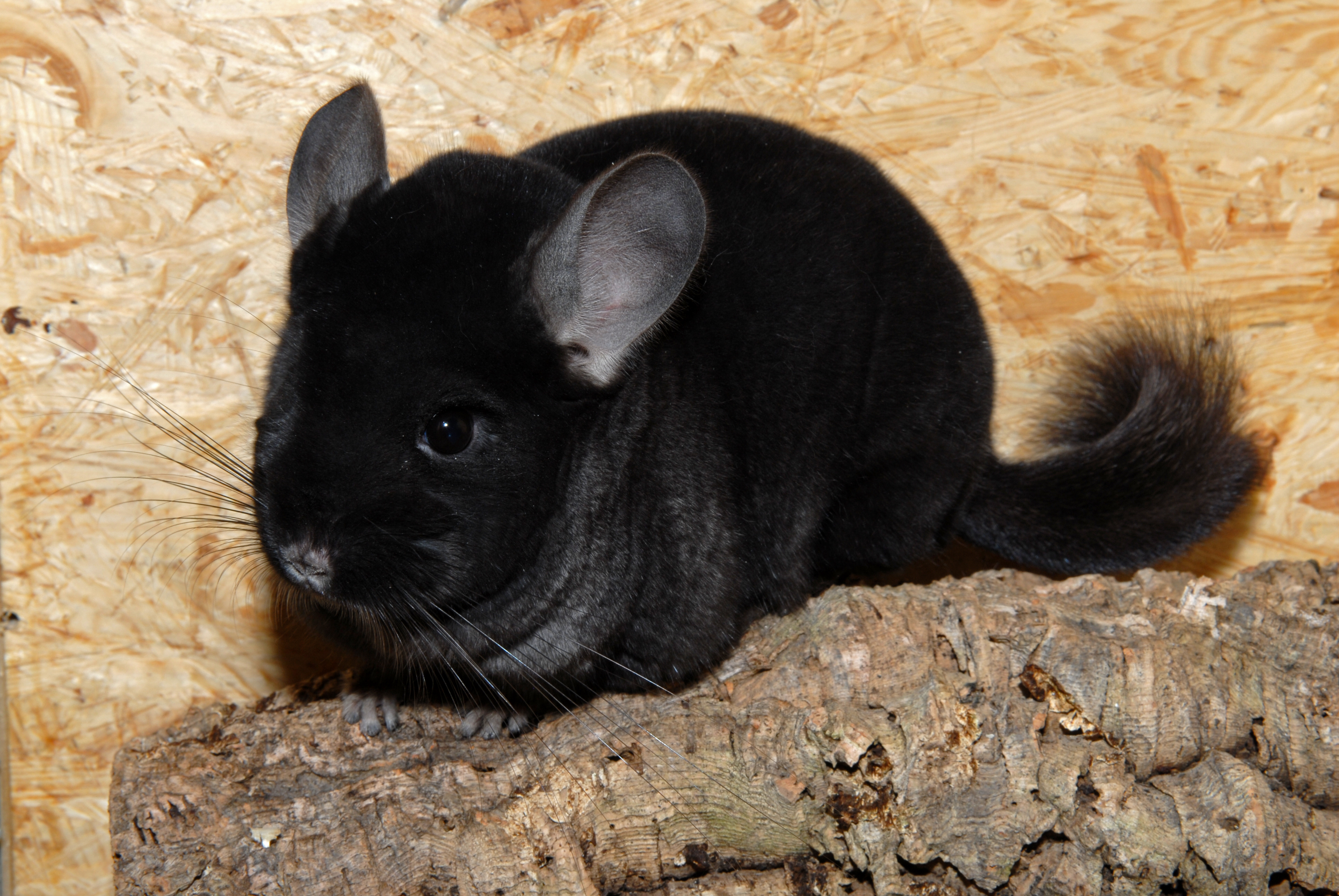 Xinxilla mutant negra