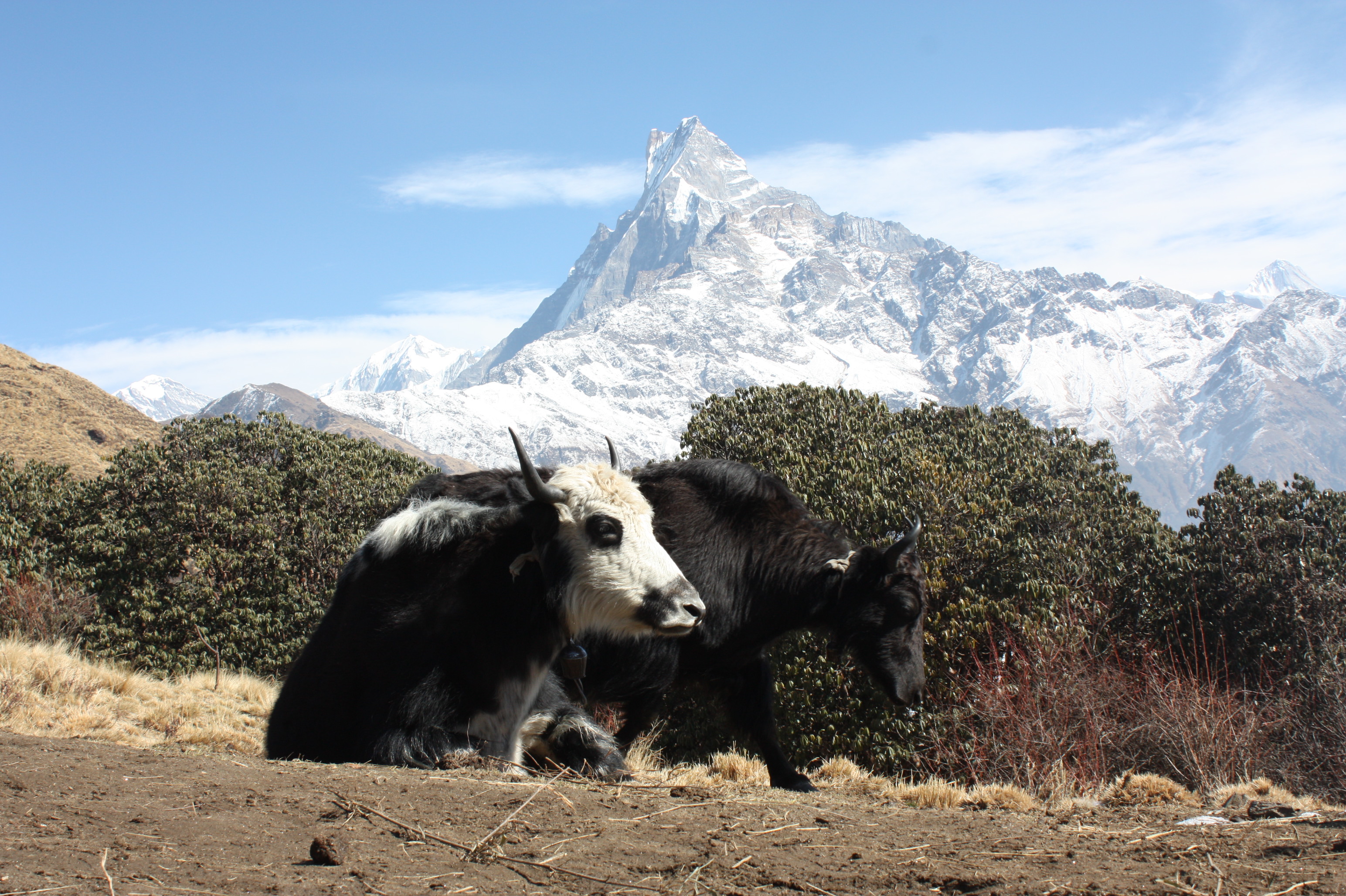 Yaks on the Mardi Himal trek