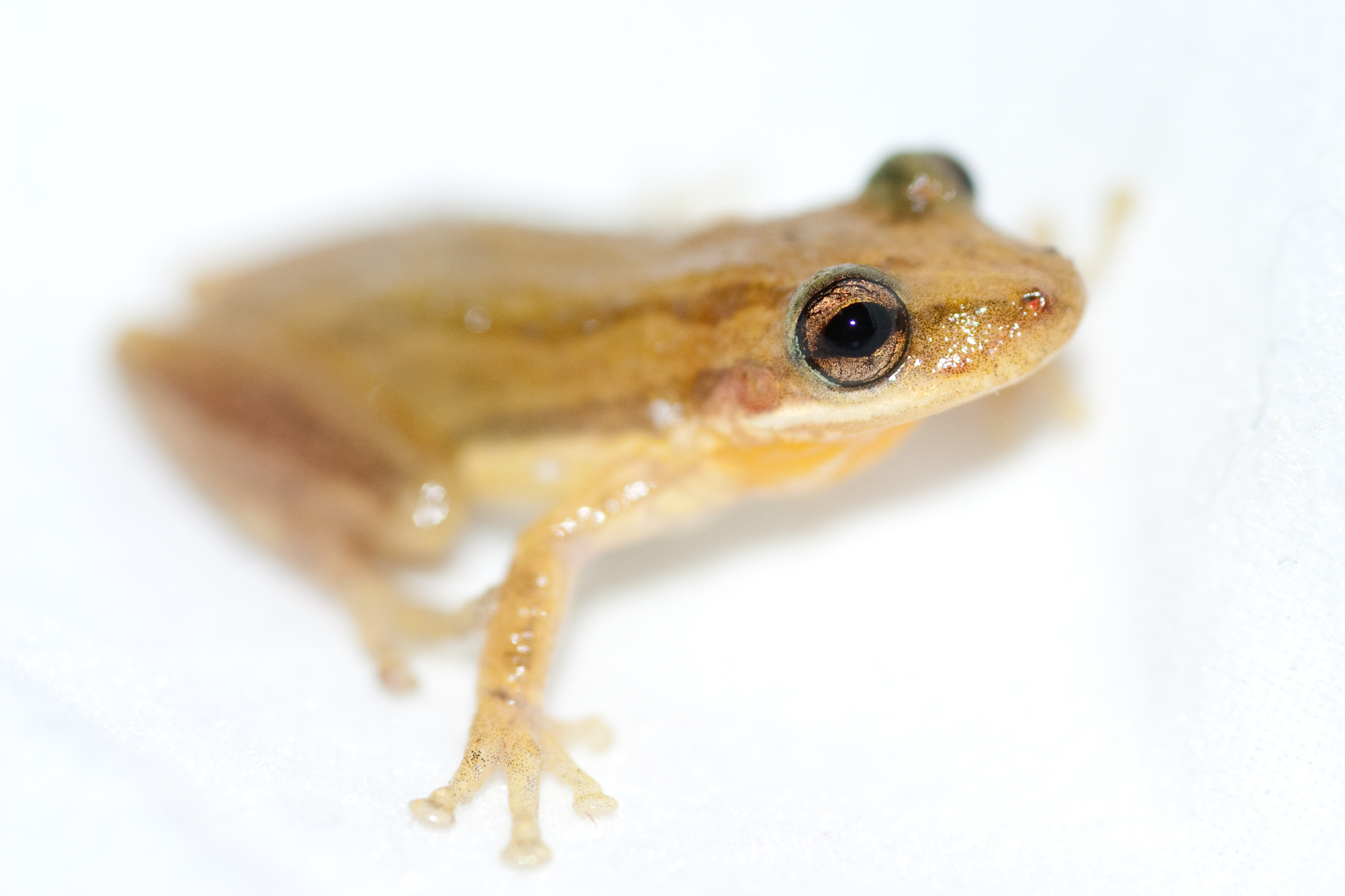Yellow Cricket Tree Frog Hyla microcephala (lightbox style)