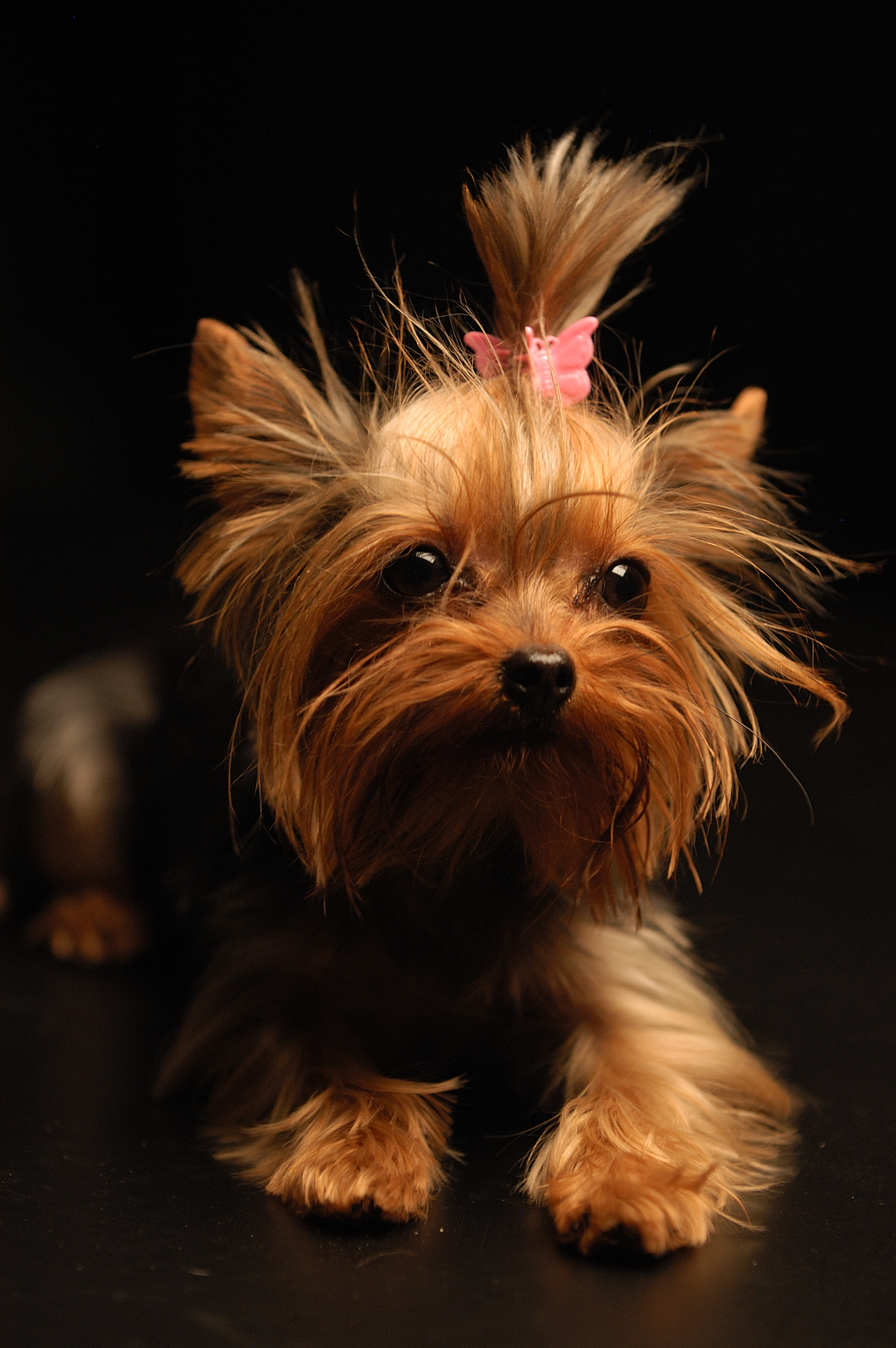 Yorkshire Terrier Apple