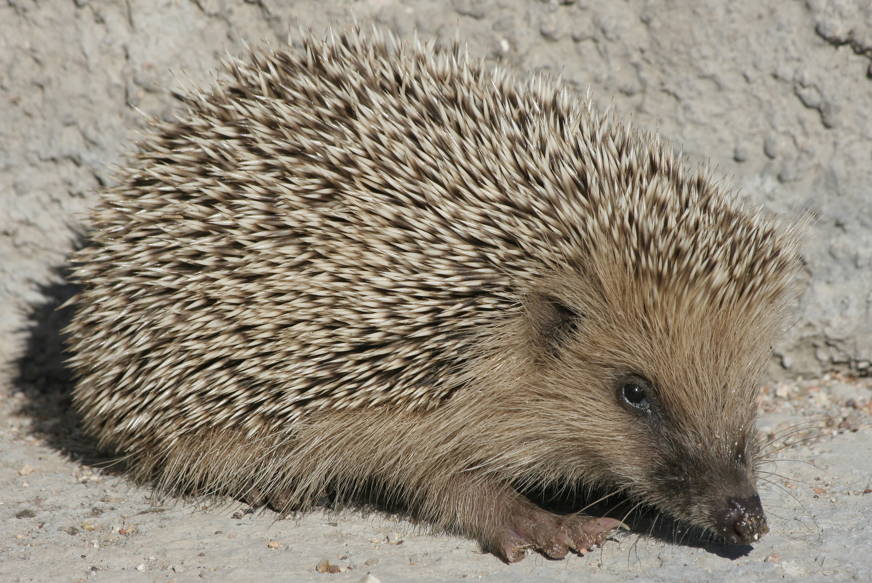 Young Erinaceus europaeus