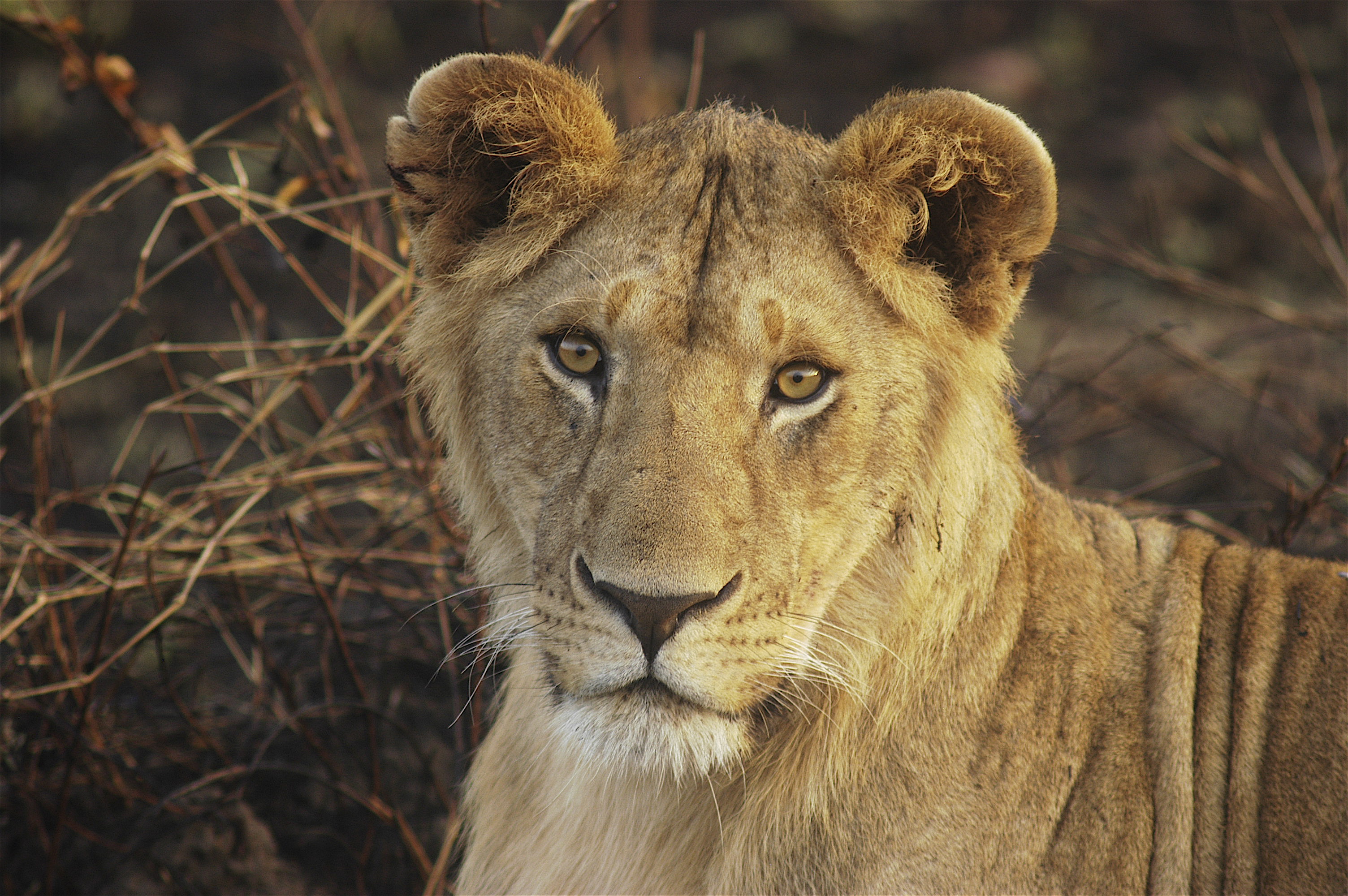 Young Lion Mara