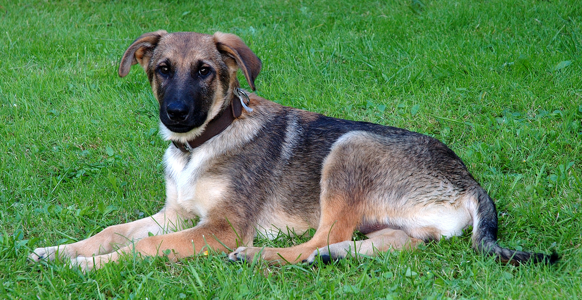 Young mixed-breed dog (aka)