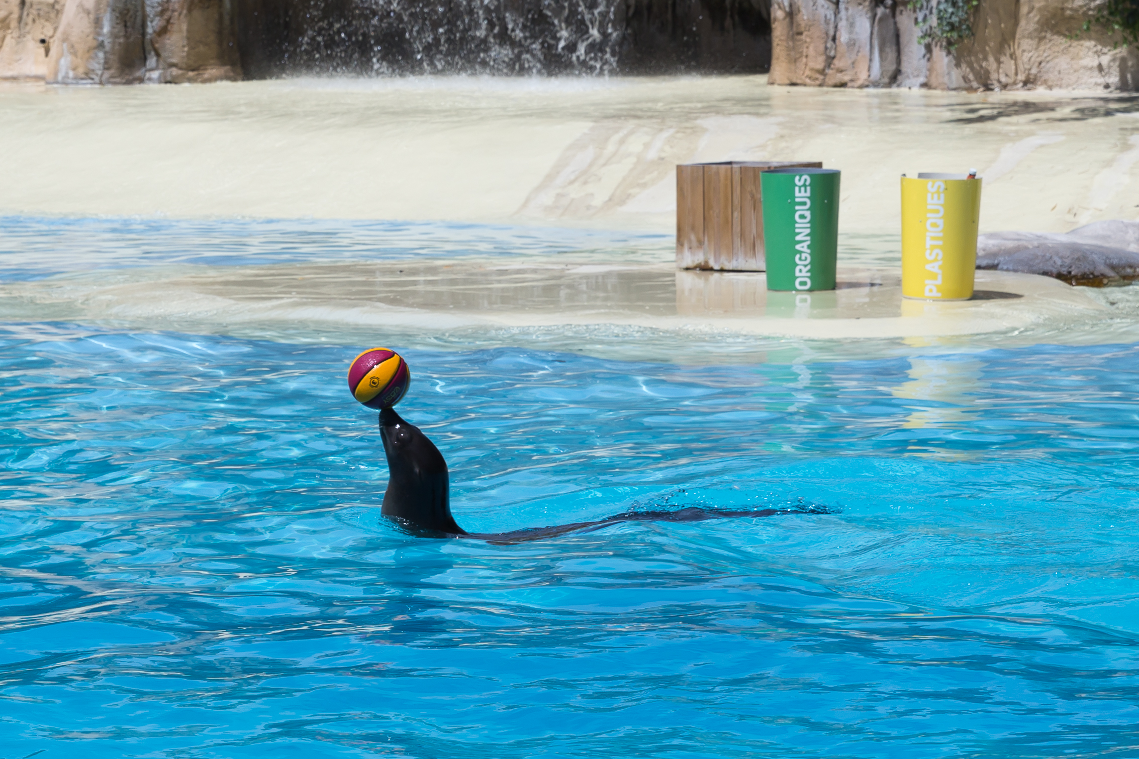 Zalophus californianus (Otarie de Californie) - 412
