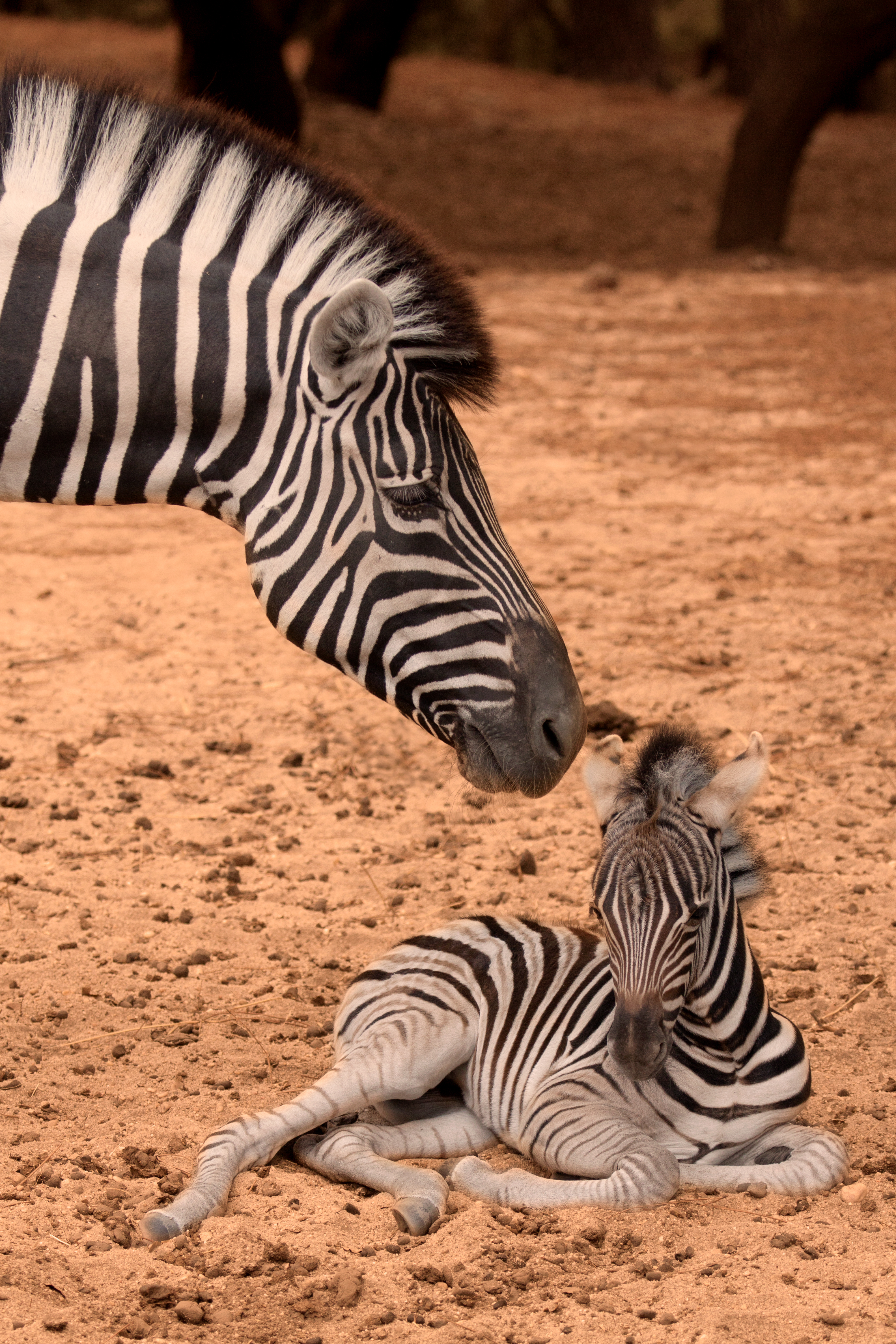Zebra-de-planicie Equus-burchelli fotografia-4338