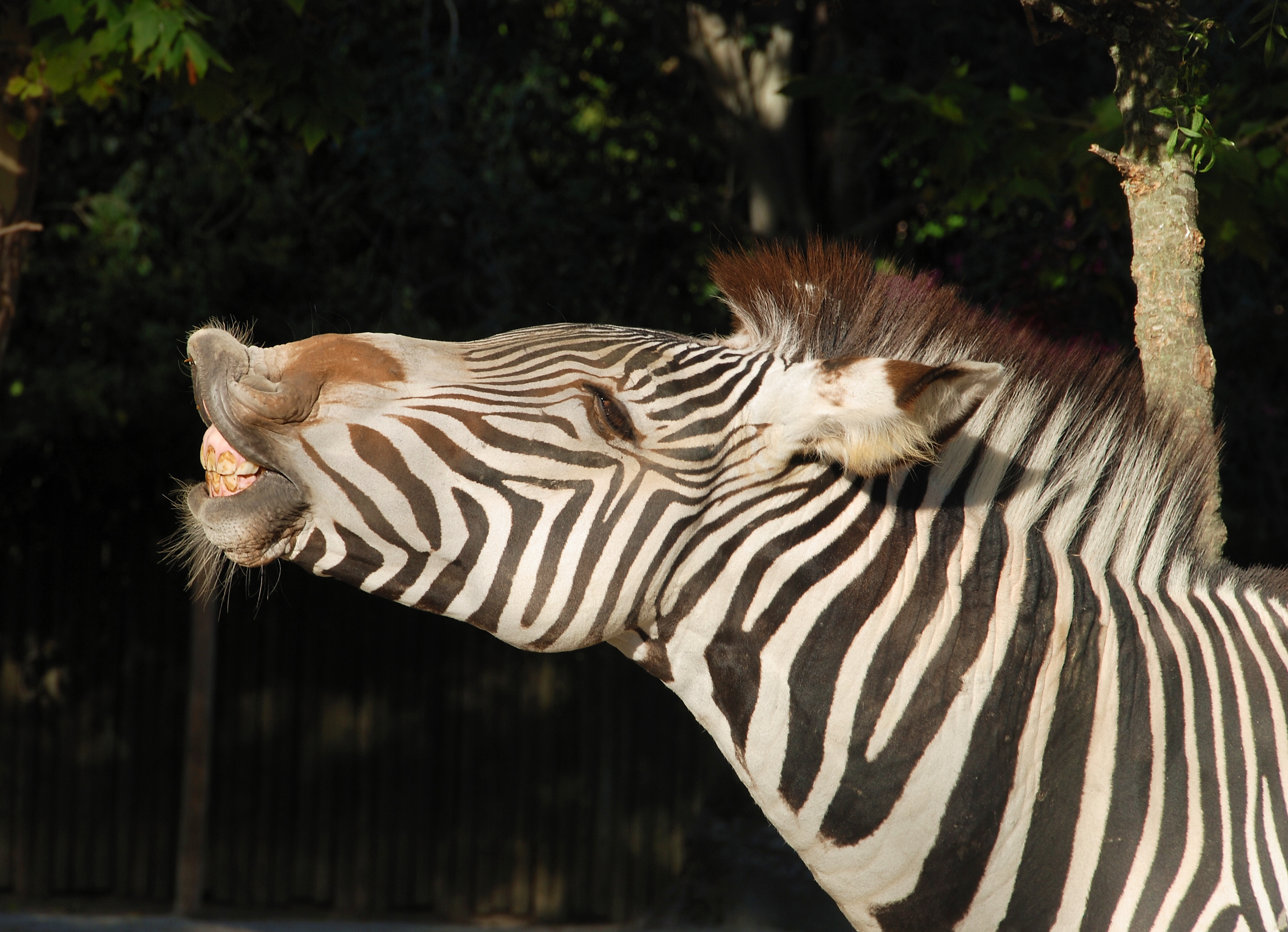 Zebra July 2008-1