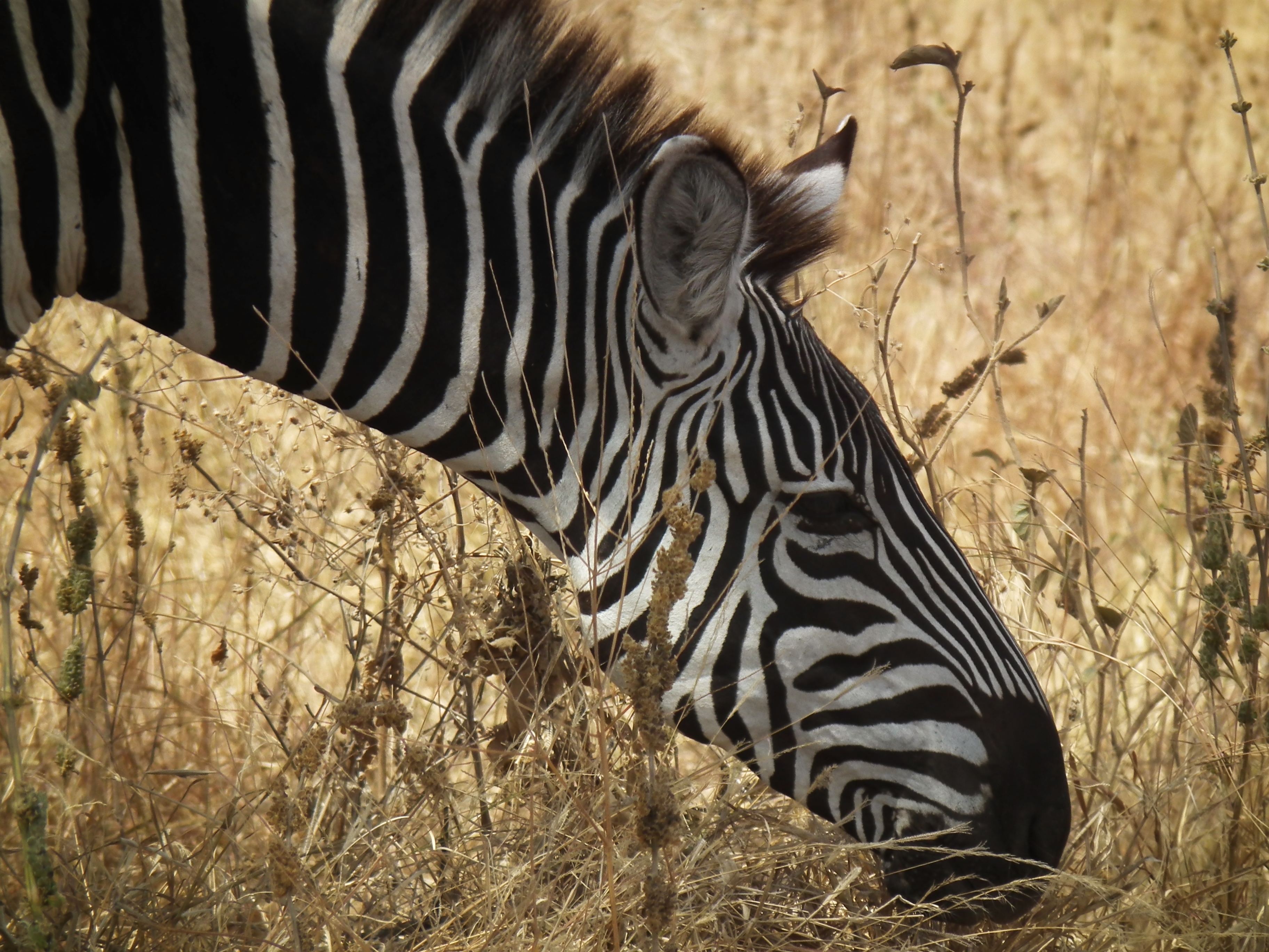 Zebras in Tanzania 0498 Nevit