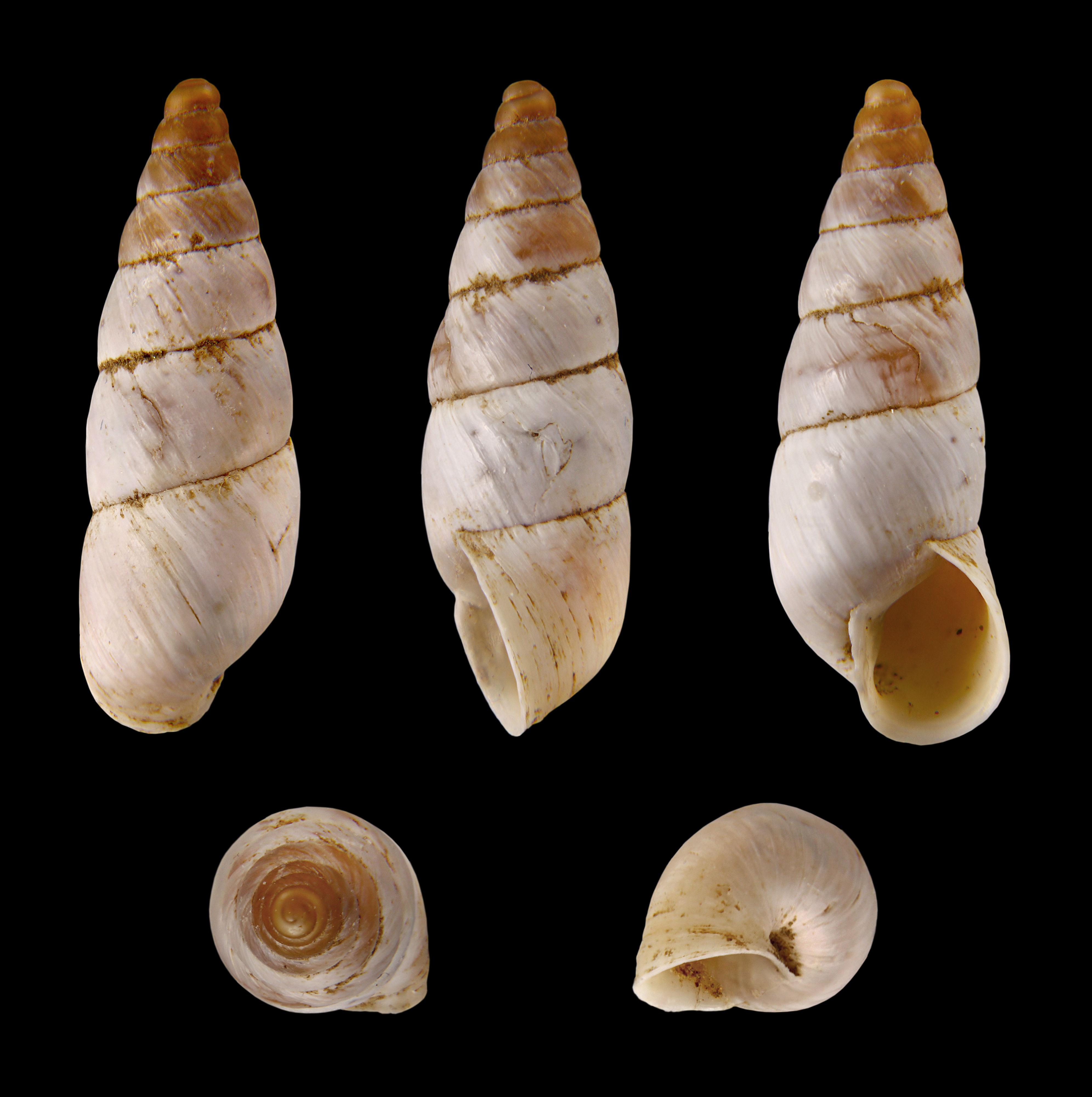 Zebrina caesia 01