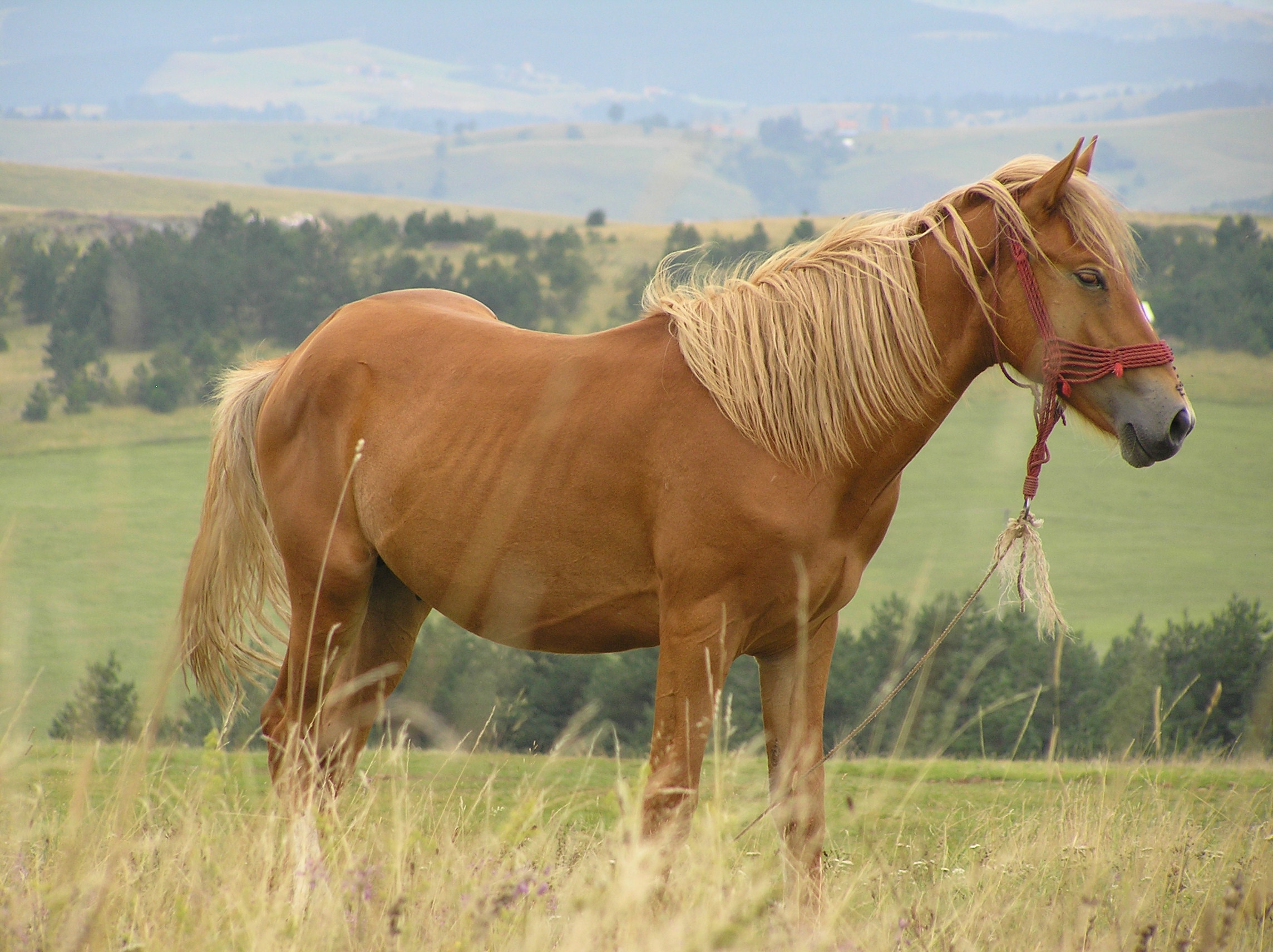 Zlatibor (30)