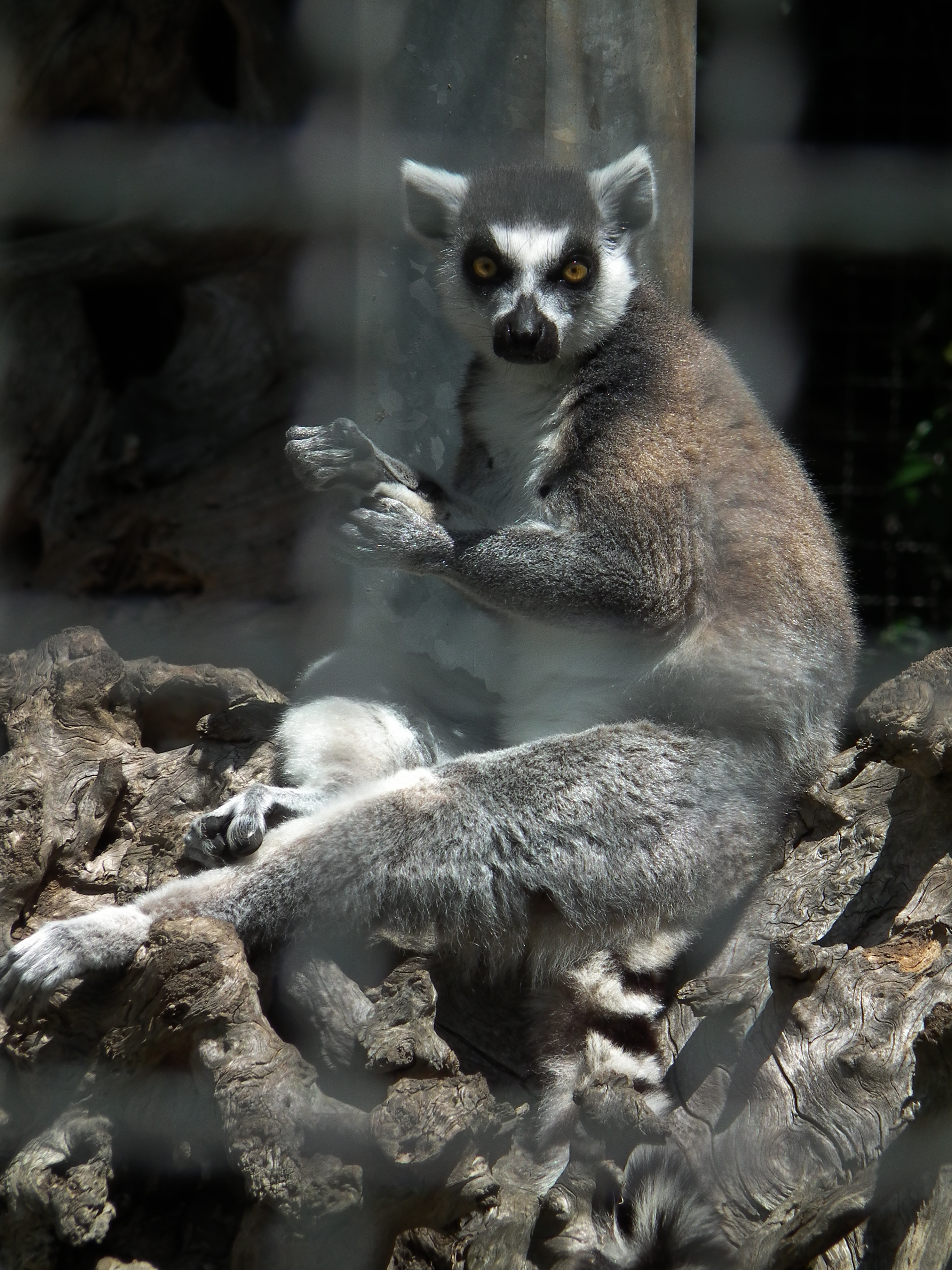 Zoo Landau Katta