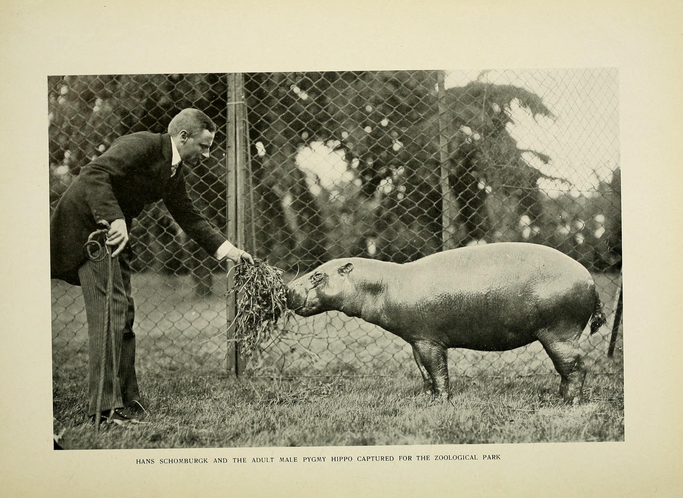 Zoological Society bulletin (1912) (14589835638)
