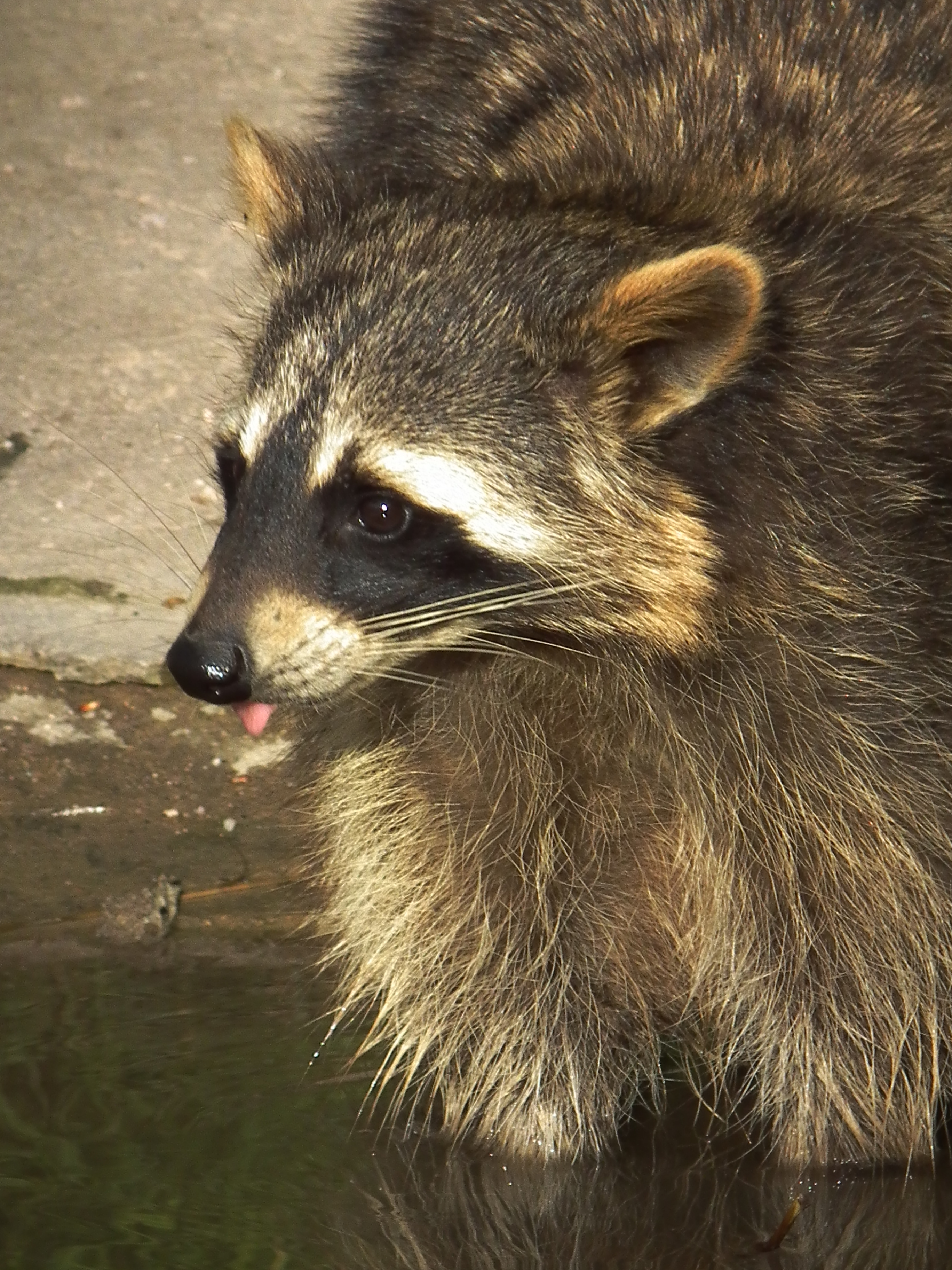Zunge raus bei Waschbär Wildpark Pforzheim