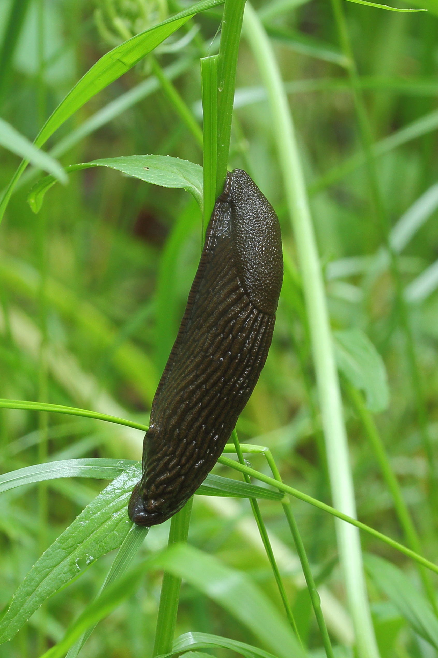 Zwarte naaktslak (Arion ater) Hortus Haren