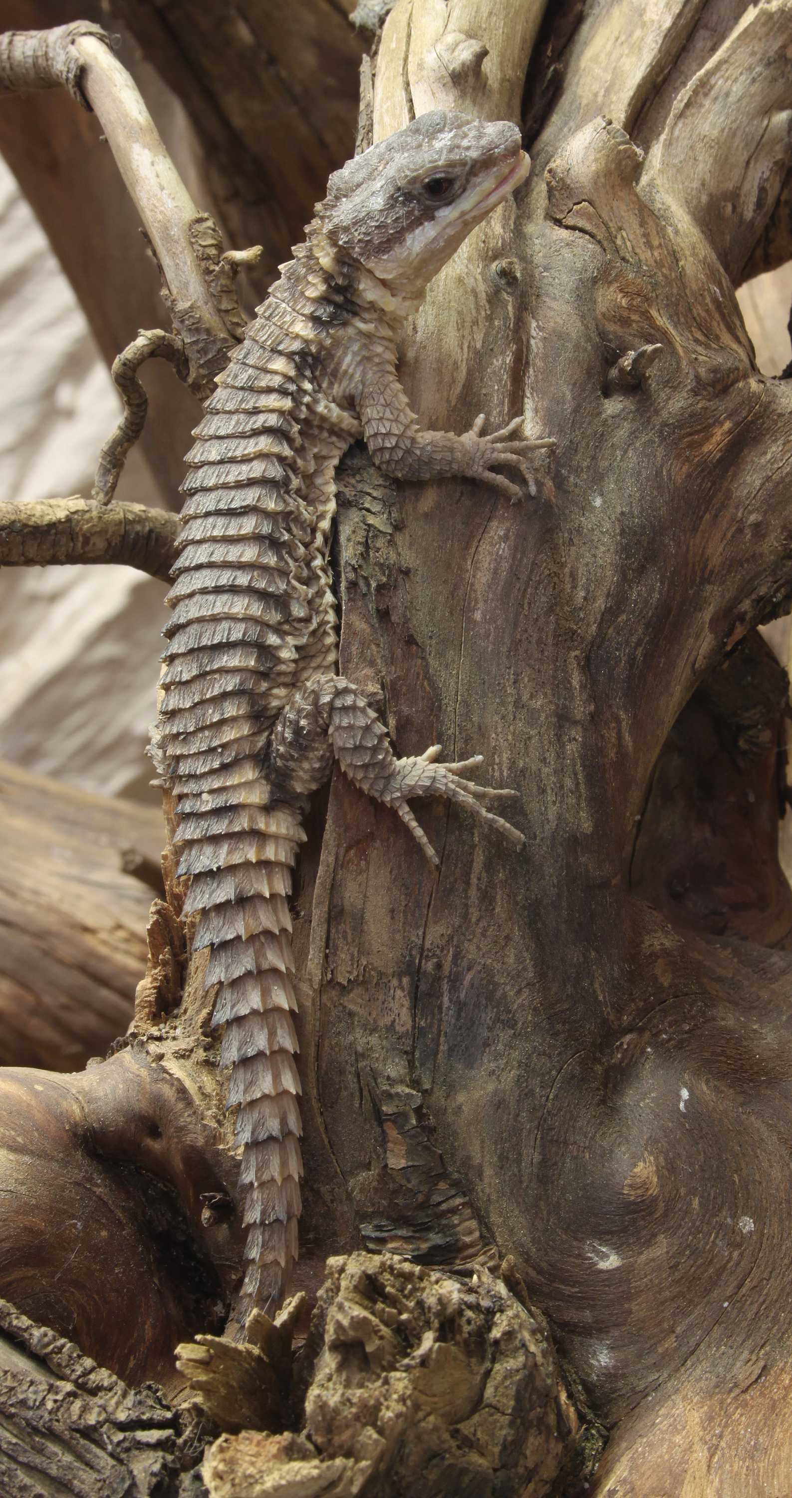 Zwerg-Gürtelschweif Cordylus tropidosternum