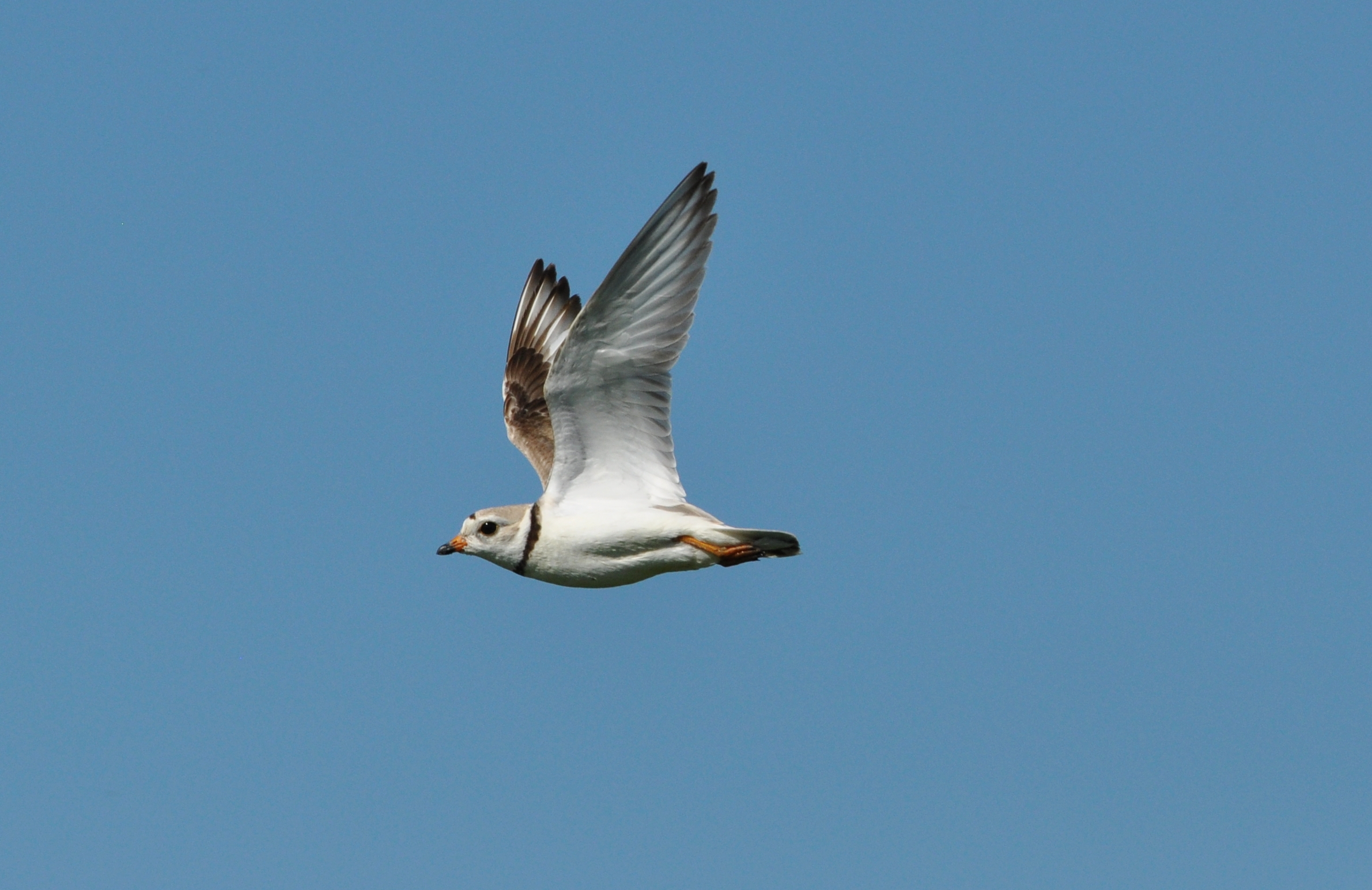 14th Place - Piping Plover on the Fly (7488340326)