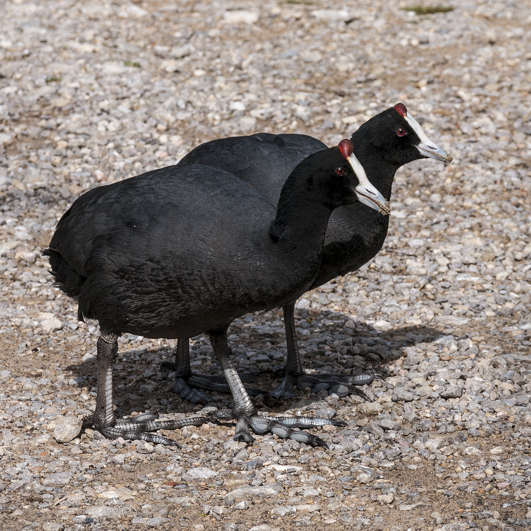 16-02-22-Fulica-cristata-RalfR RR26156
