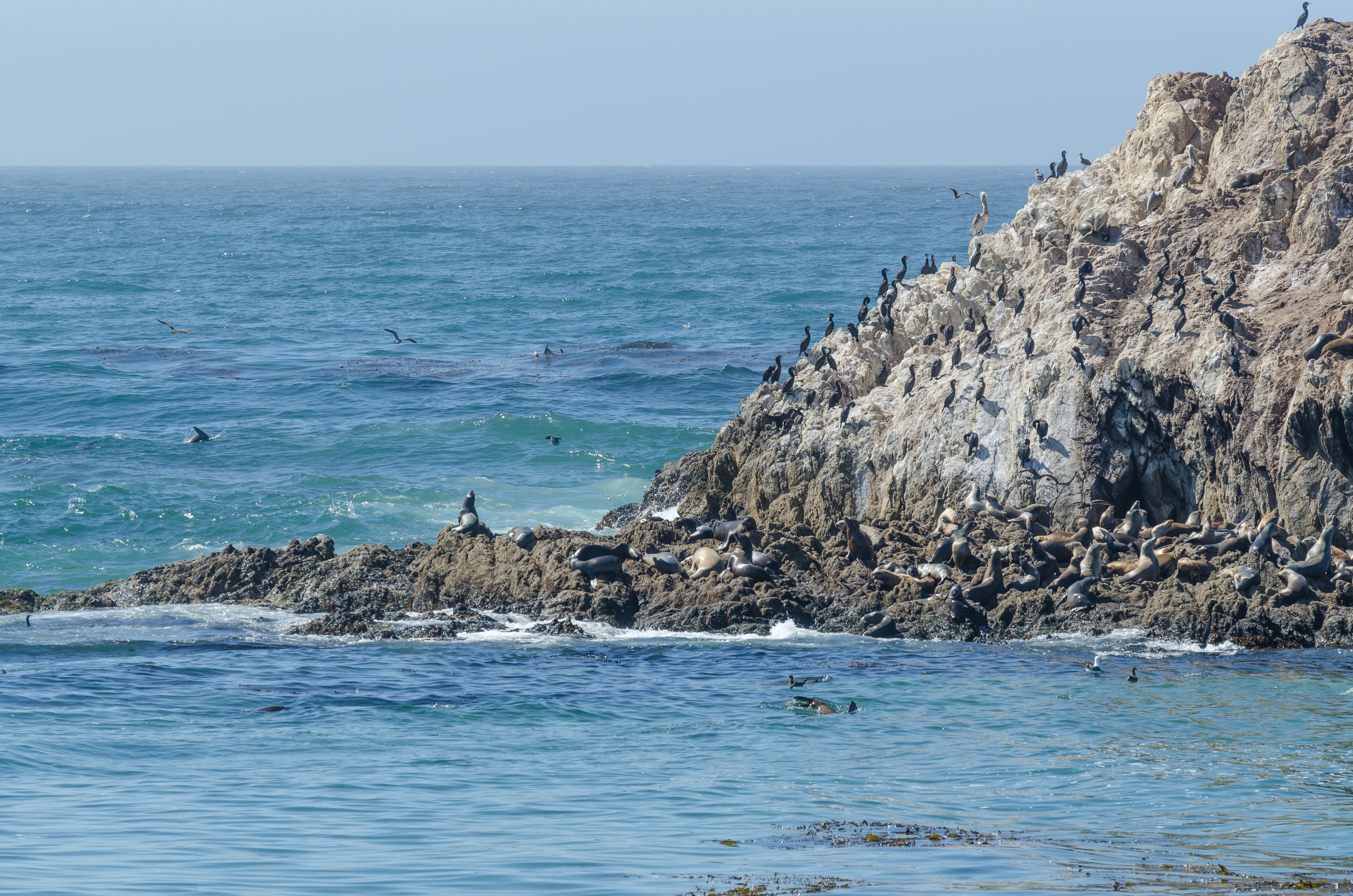 17-Mile Drive Bird Rock 03 2013