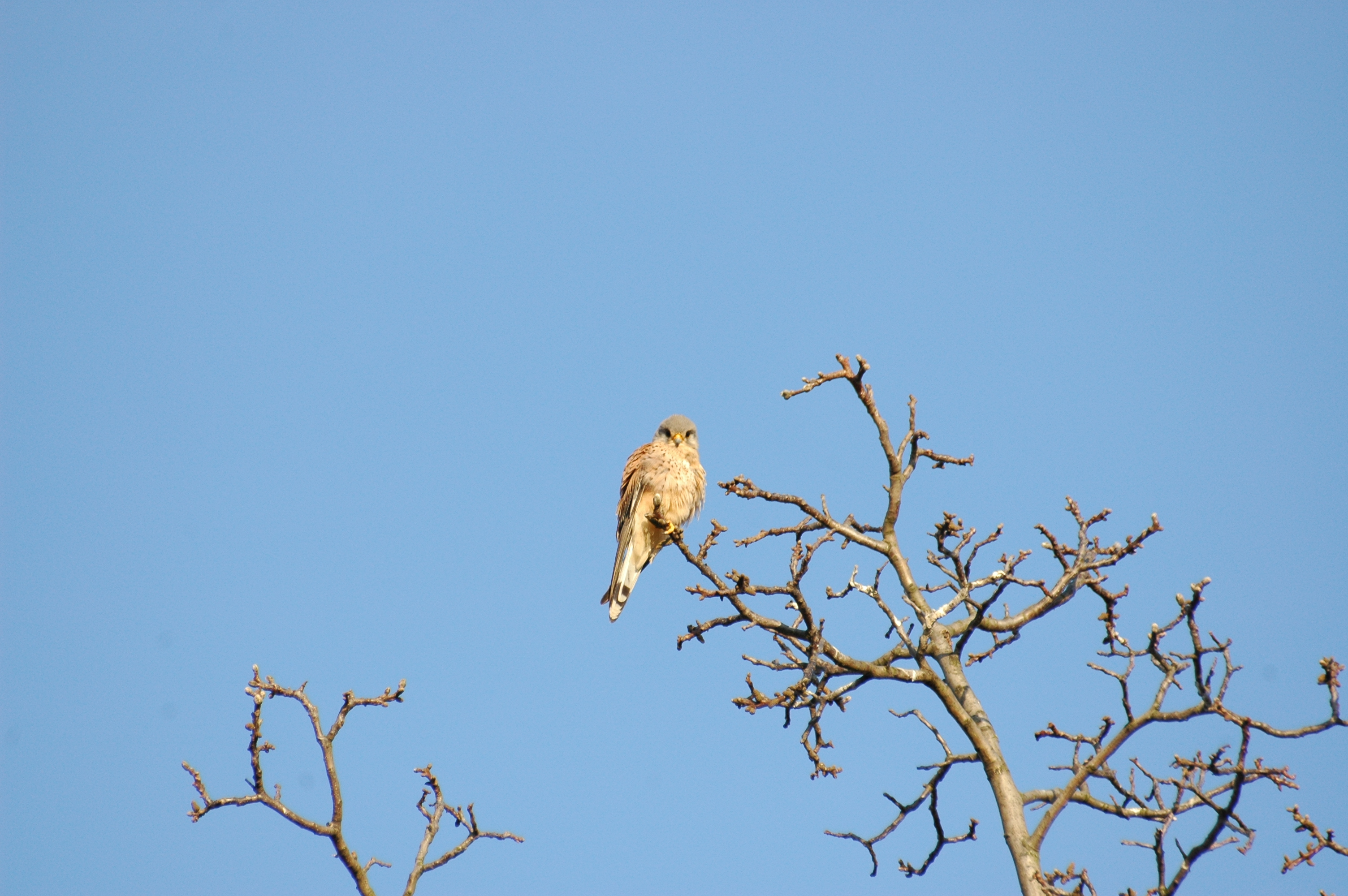 2010-04-07 (12) Turmfalke, common kestrel, Falco tinnunculus