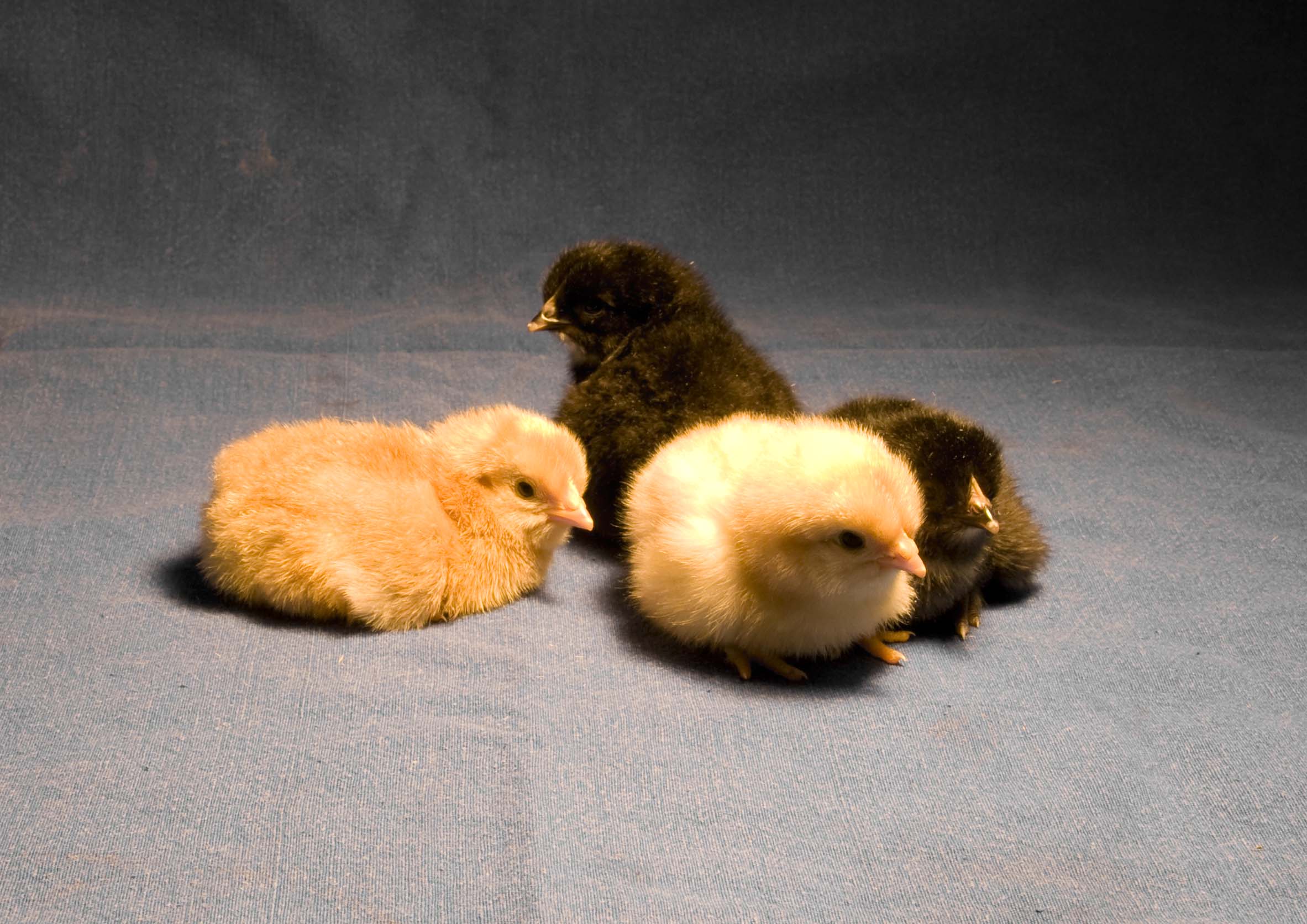 20110211 Küken 002