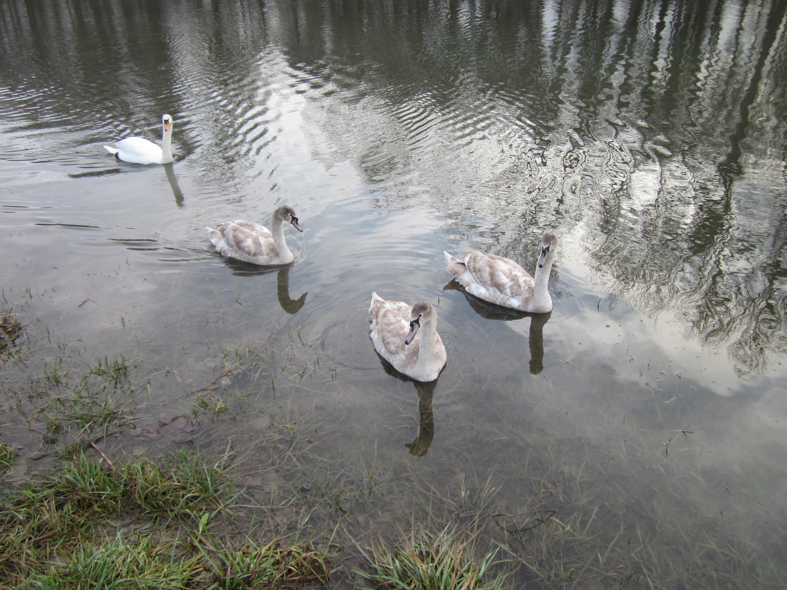 20130207Schwaene Altlussheim3