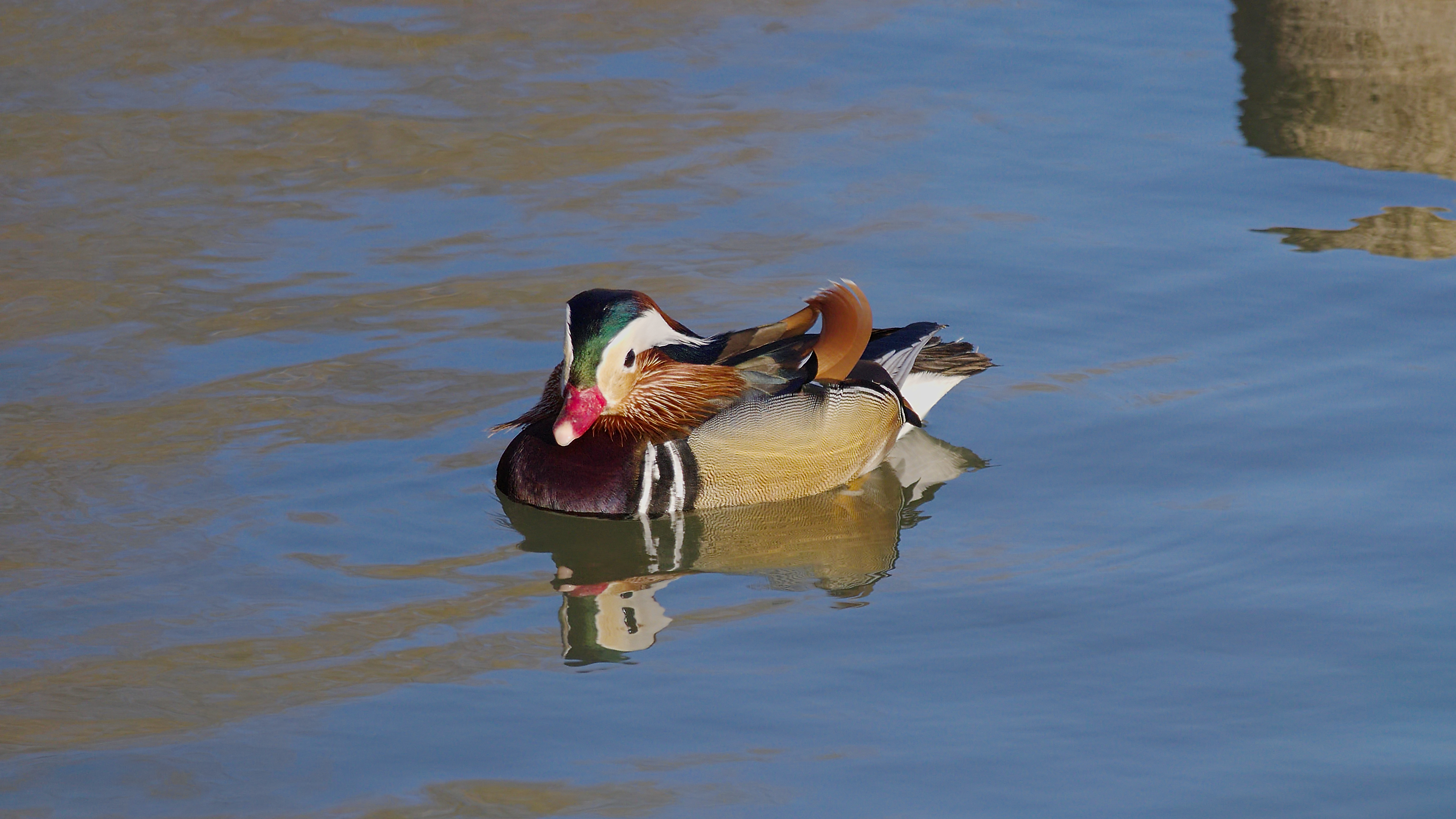 2015.03.11.-1-Vogelstangsee Mannheim--Mandarinente-Maennchen