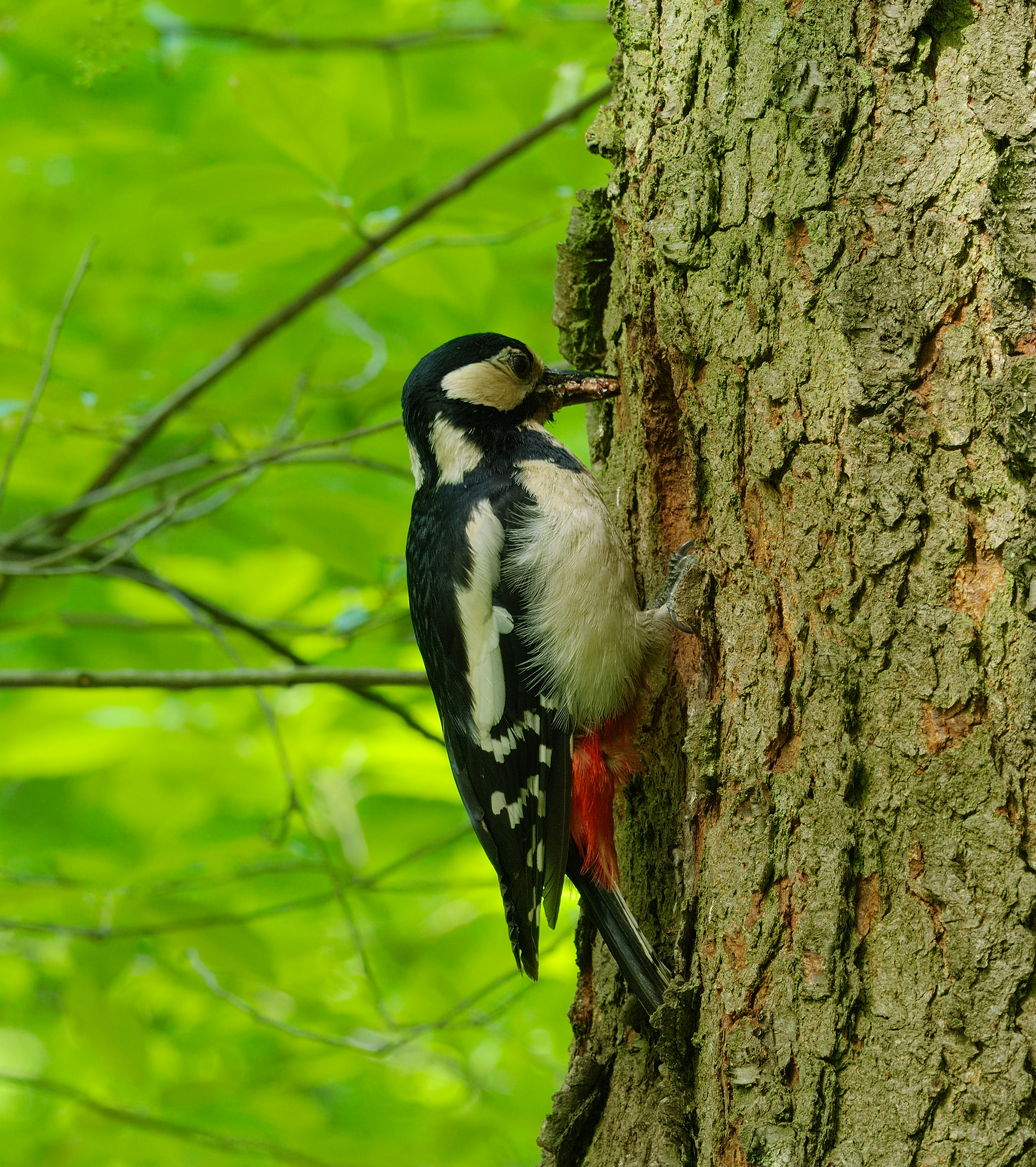 2015.05.08.-03-Kaefertaler Wald-Mannheim--Buntspecht-Weibchen