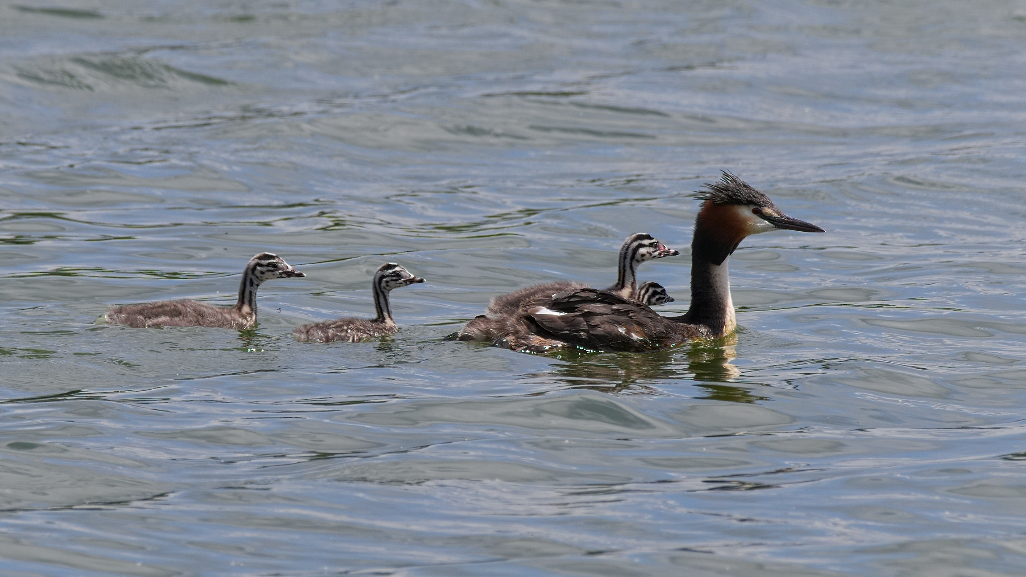 2016.07.09.-09-Bossee Felde--Haubentaucher-Paar mit Kueken