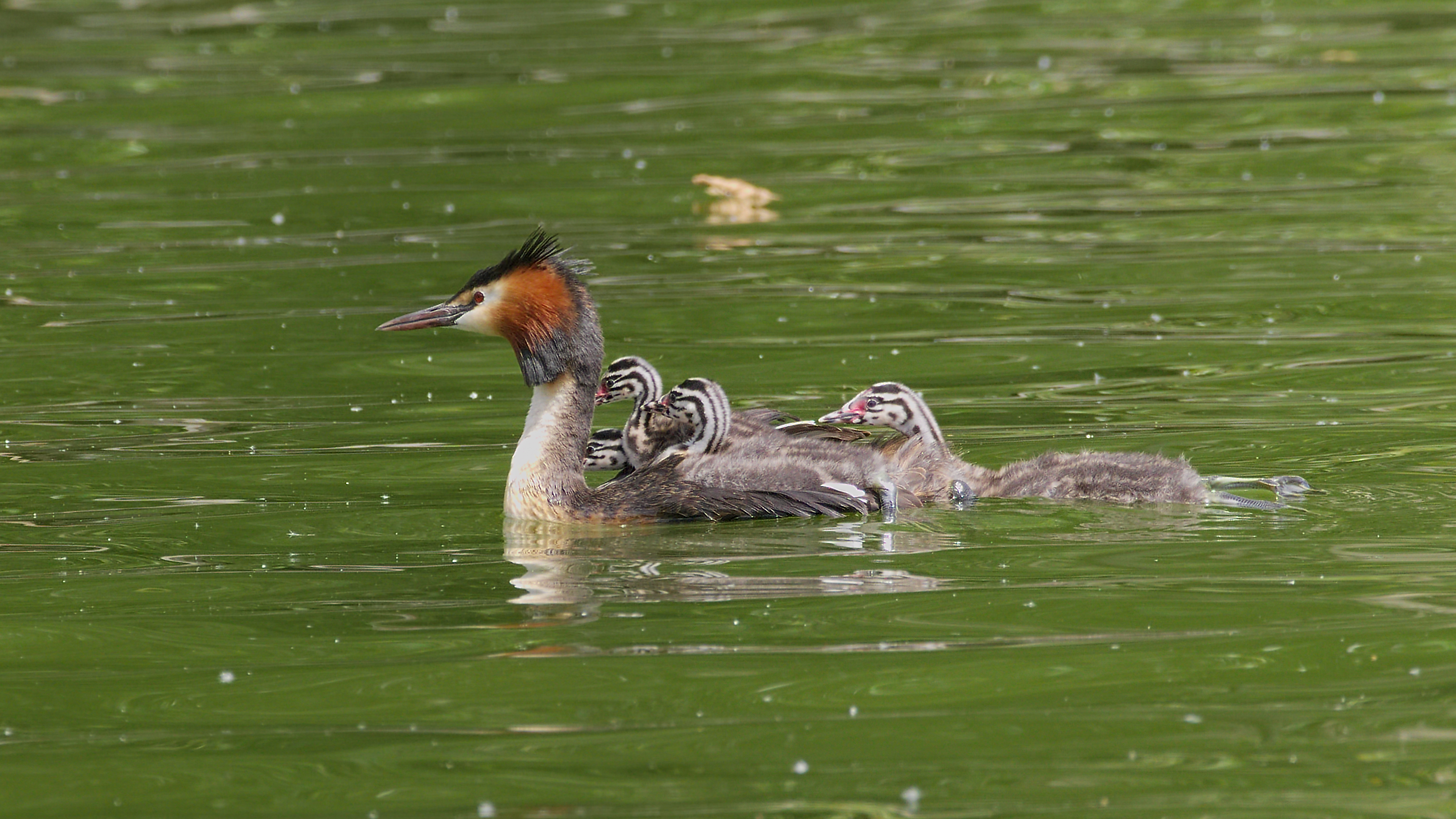 2016.07.09.-10-Bossee Felde--Haubentaucher-Paar mit Kueken