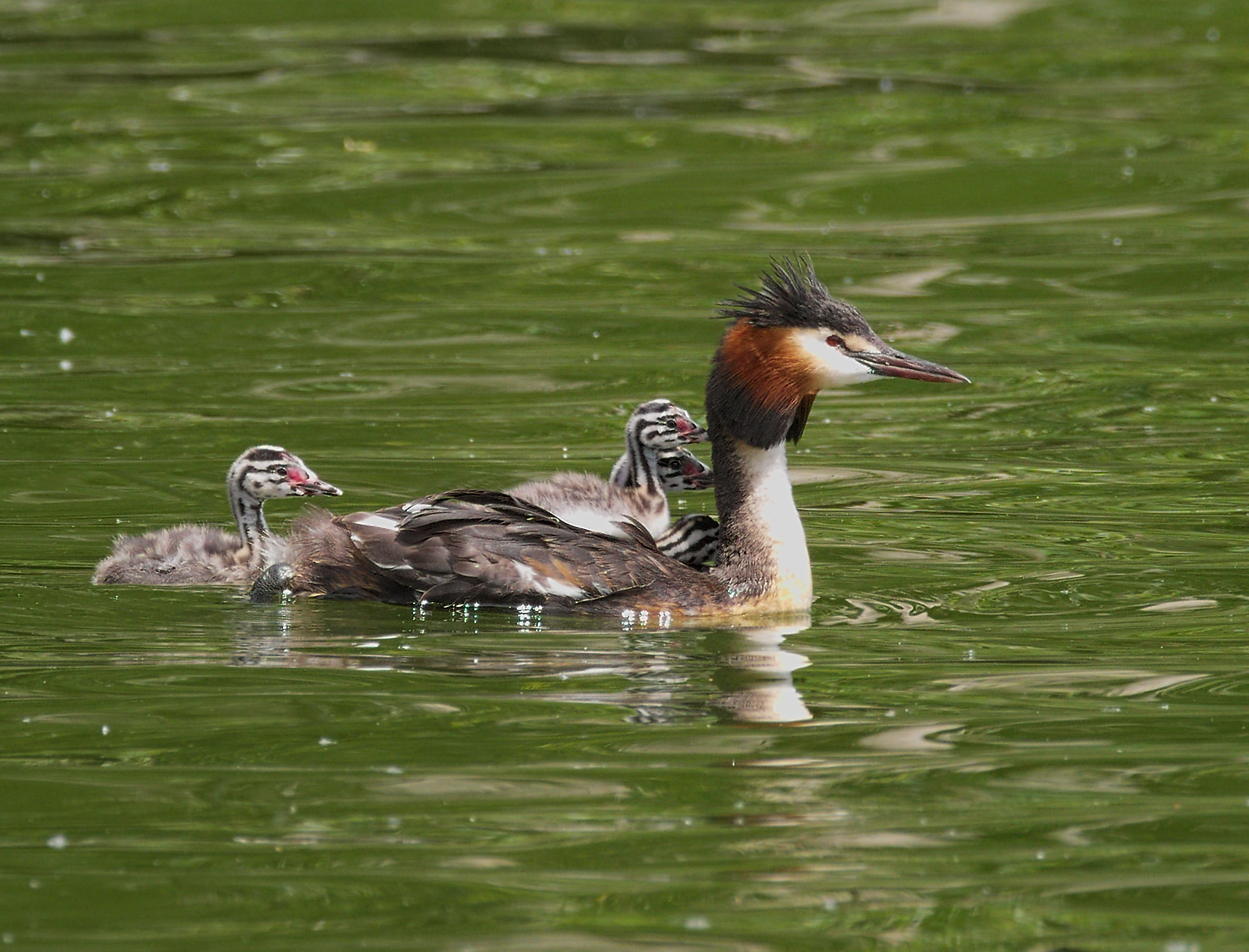 2016.07.09.-11-Bossee Felde--Haubentaucher-Paar mit Kueken